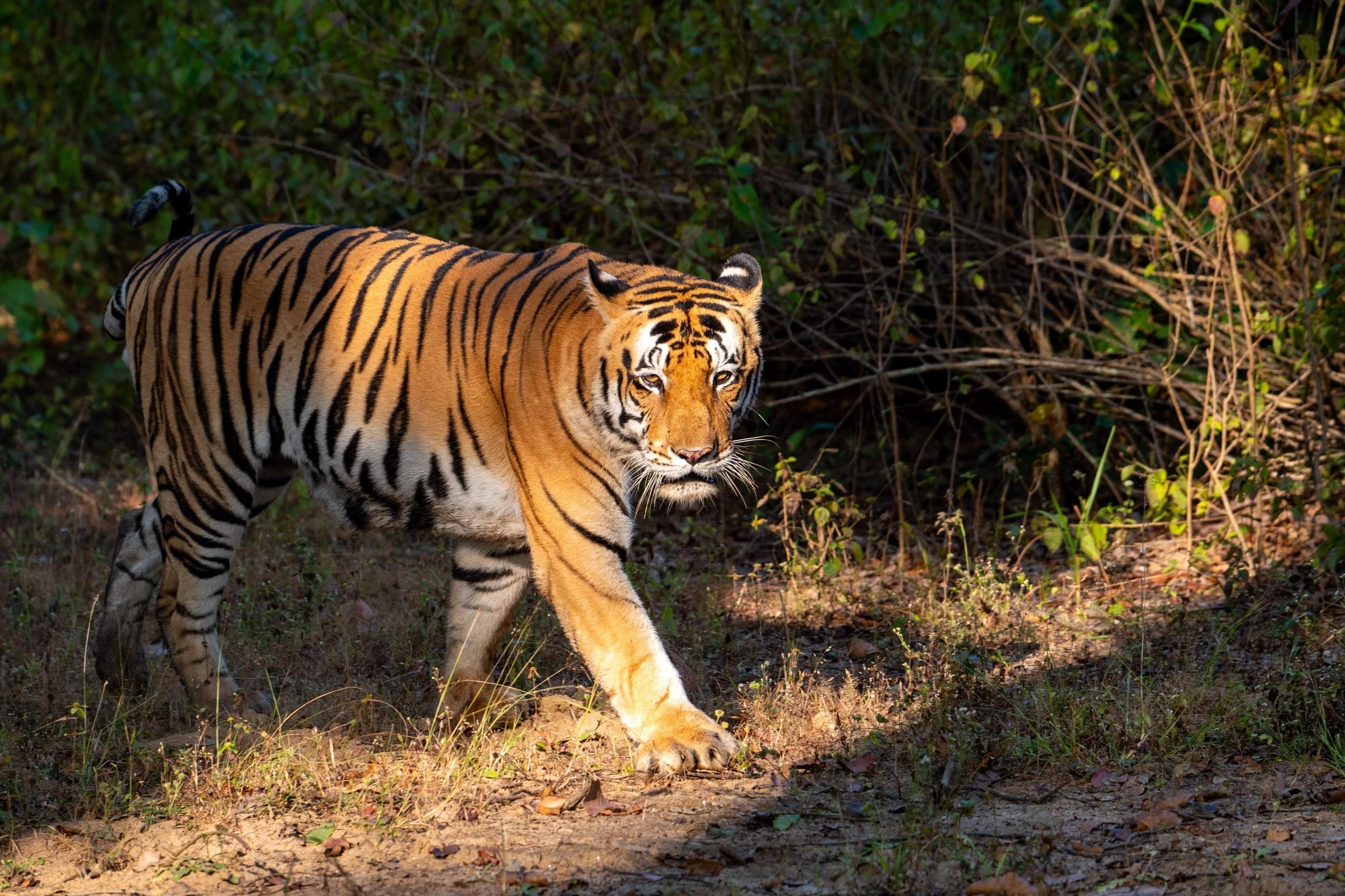 Scouting-Trip Report: Tiger in Indien, November 2024