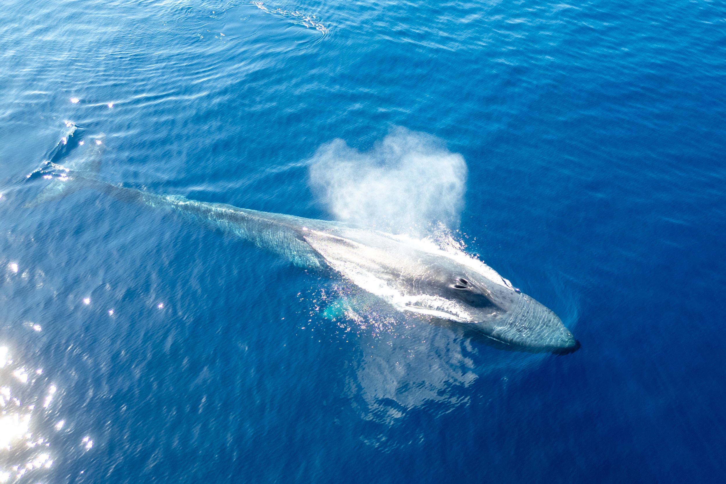 Trip Report: Blauwale in Timor Leste, November 2024