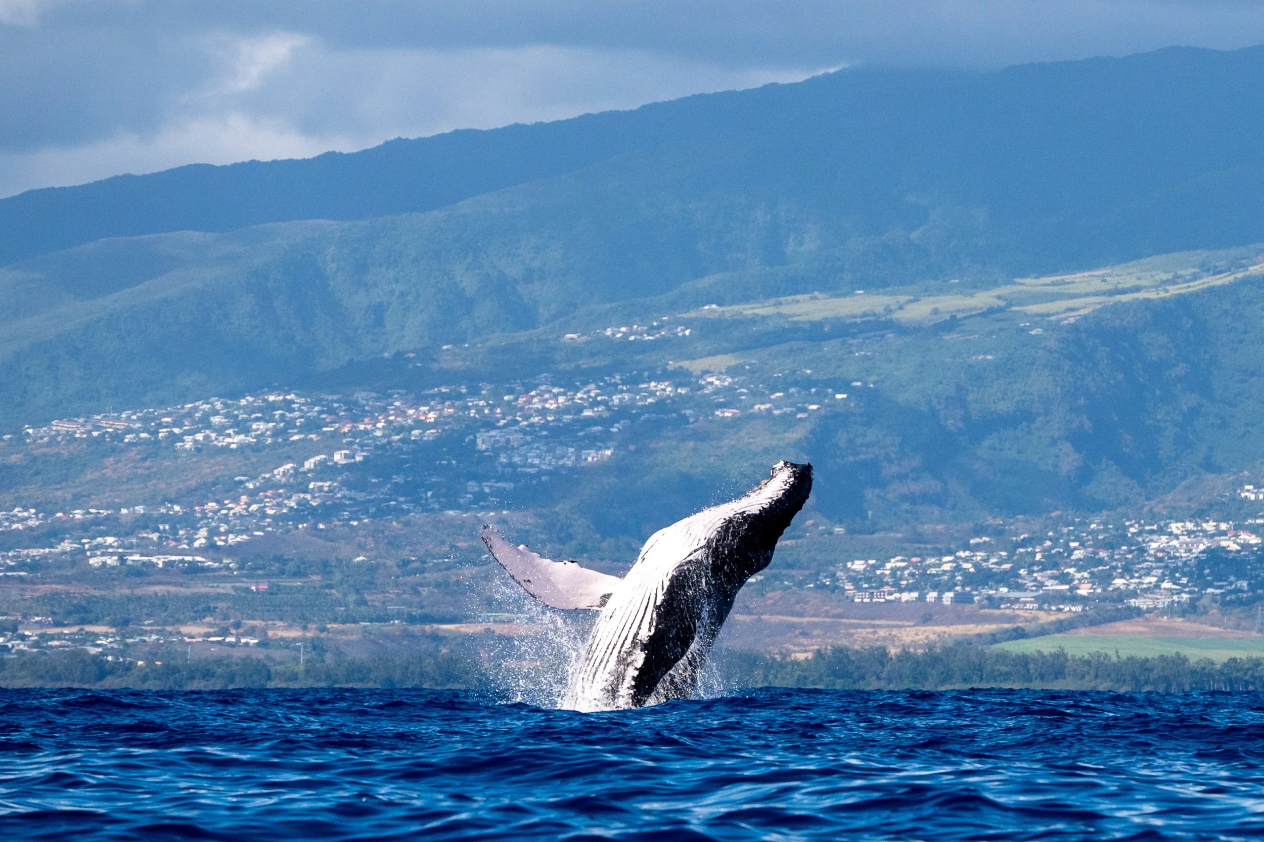Trip Report: Humpback Whales in La Réunion, August 2024