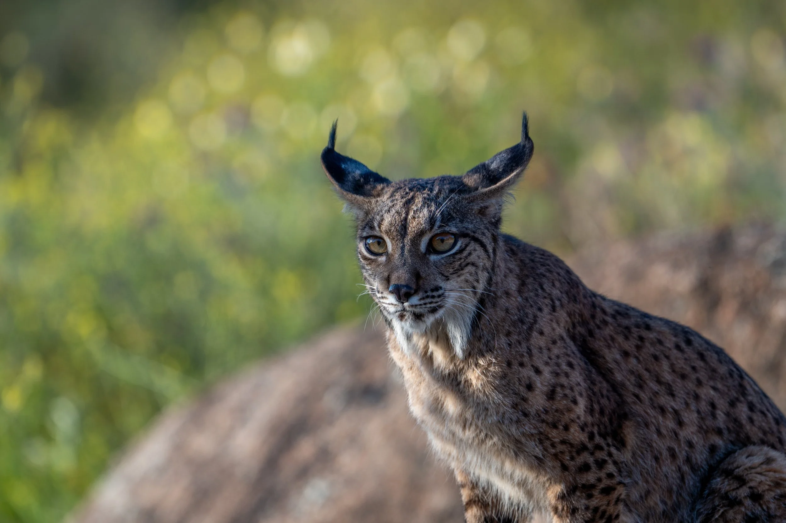 Die Iberischen Luchse und der Kaninchenbestand