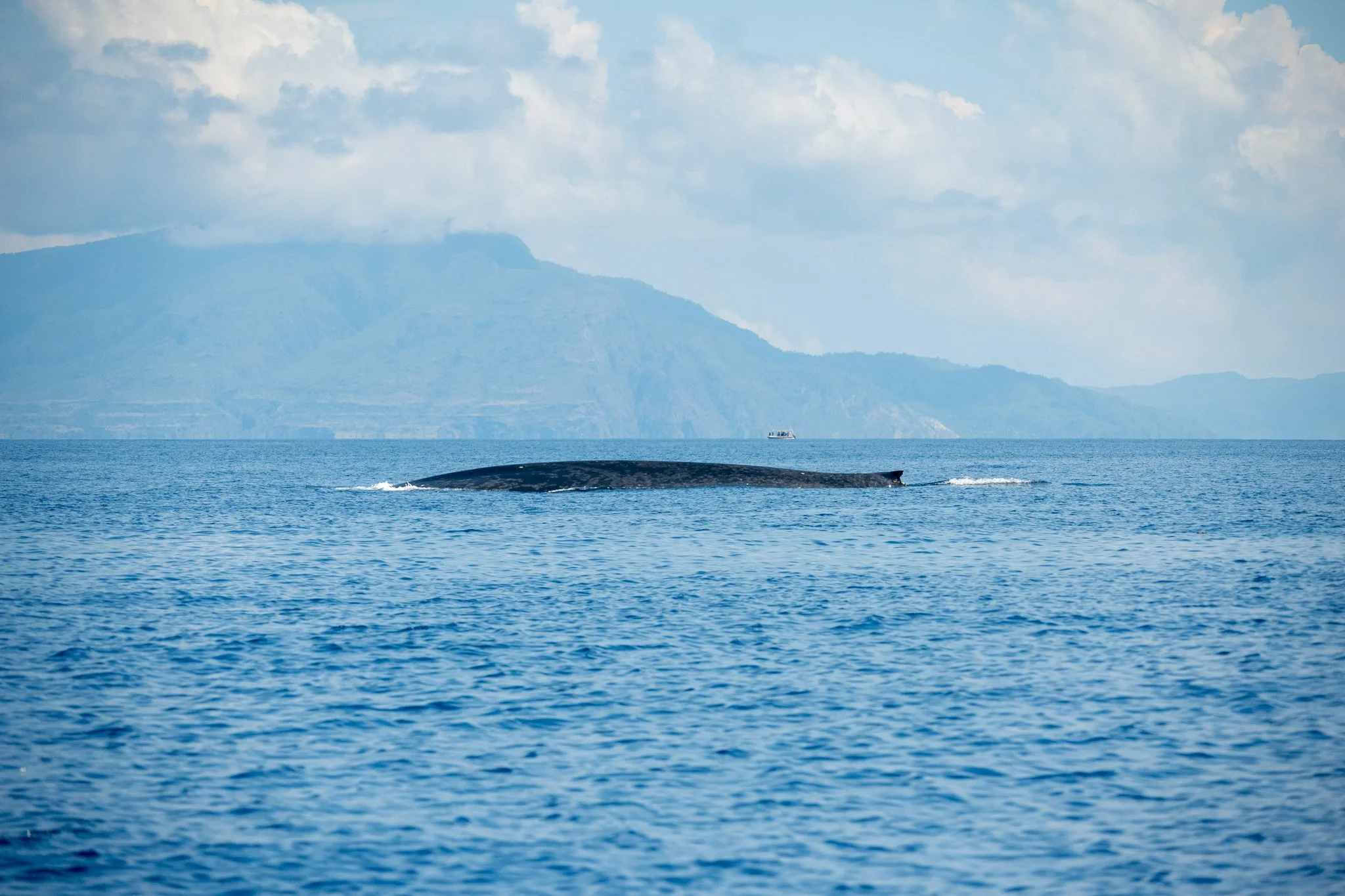 Die Blauwale vor Timor in einer sich wandelnden Welt