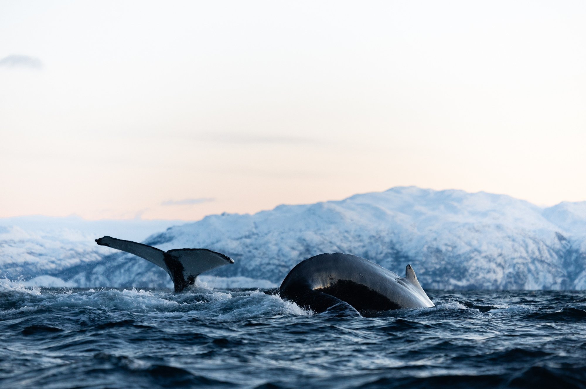 8-Humpback-whales+©+Evolumina.jpg