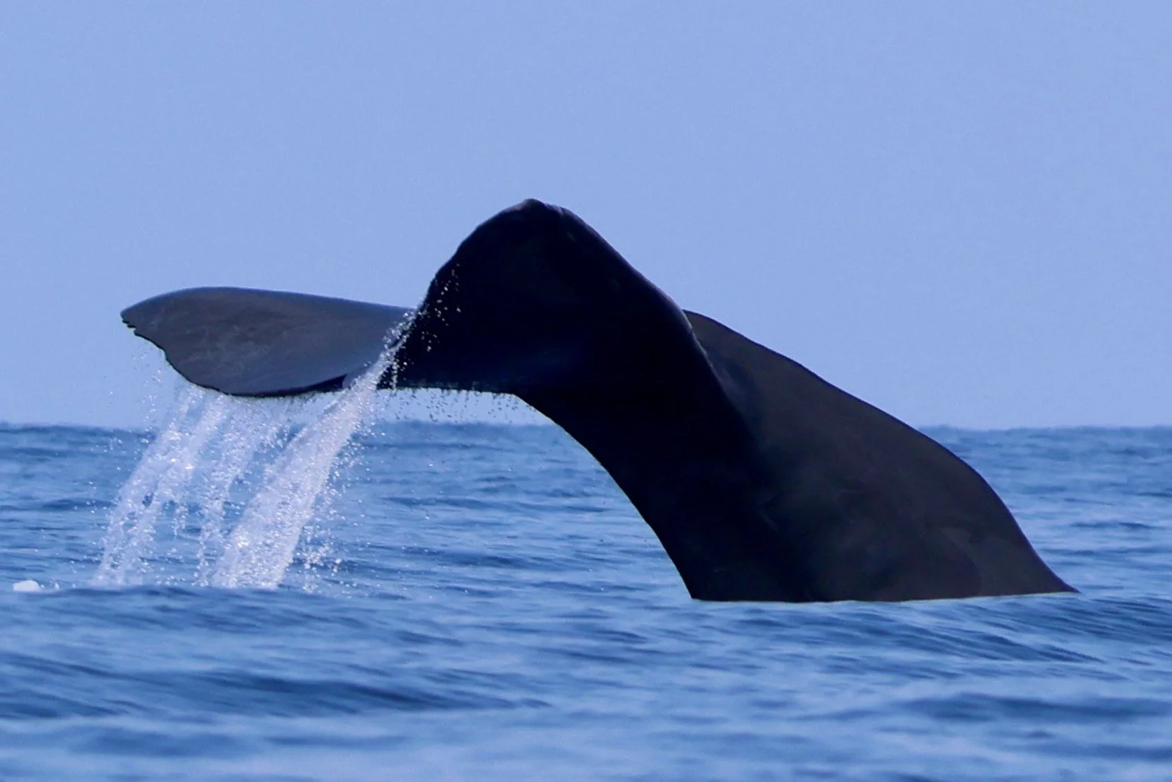 image_123650291 (2).JPG