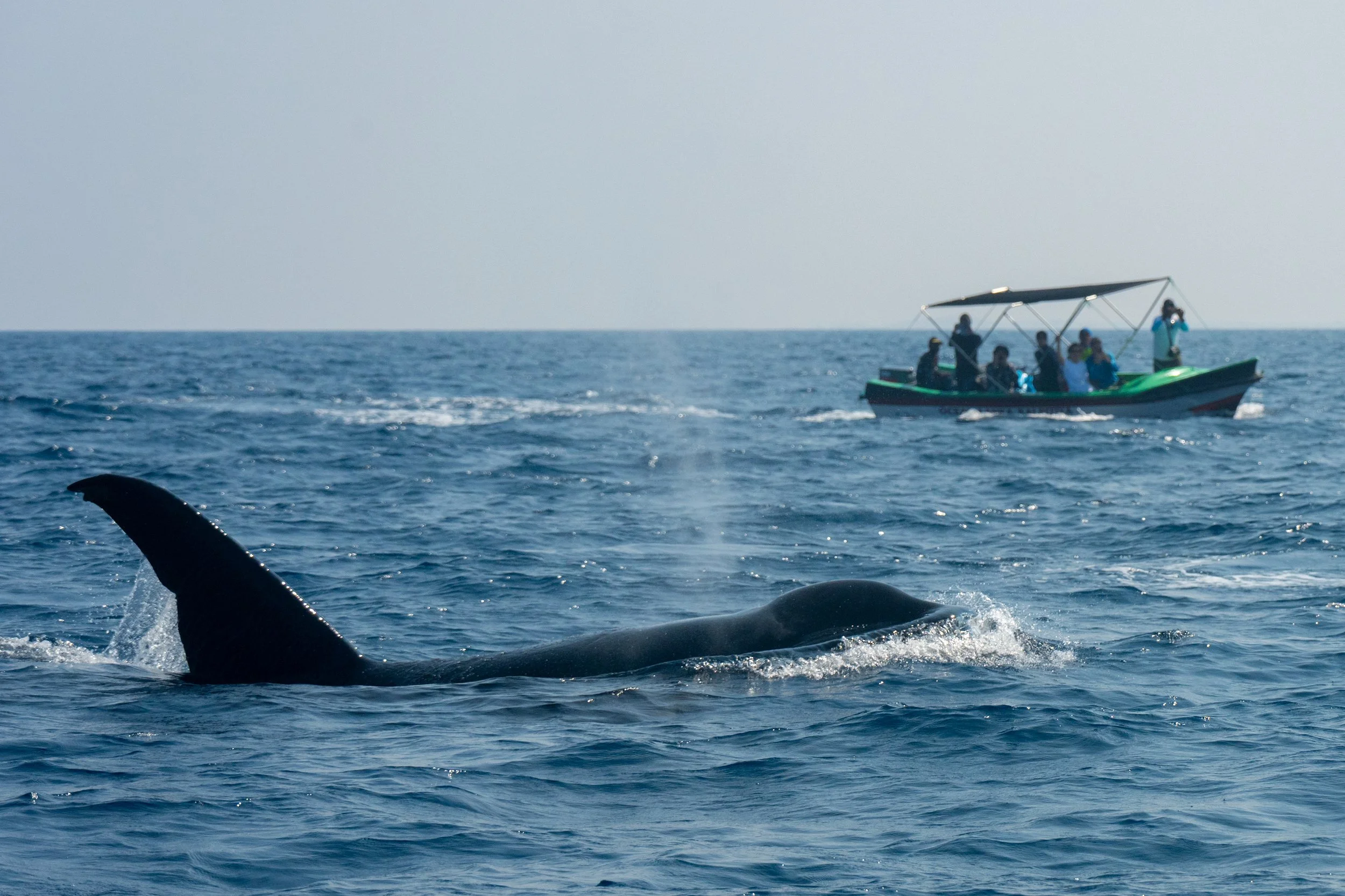 Trip Report - Abenteuer Sri lanka (März 2026)