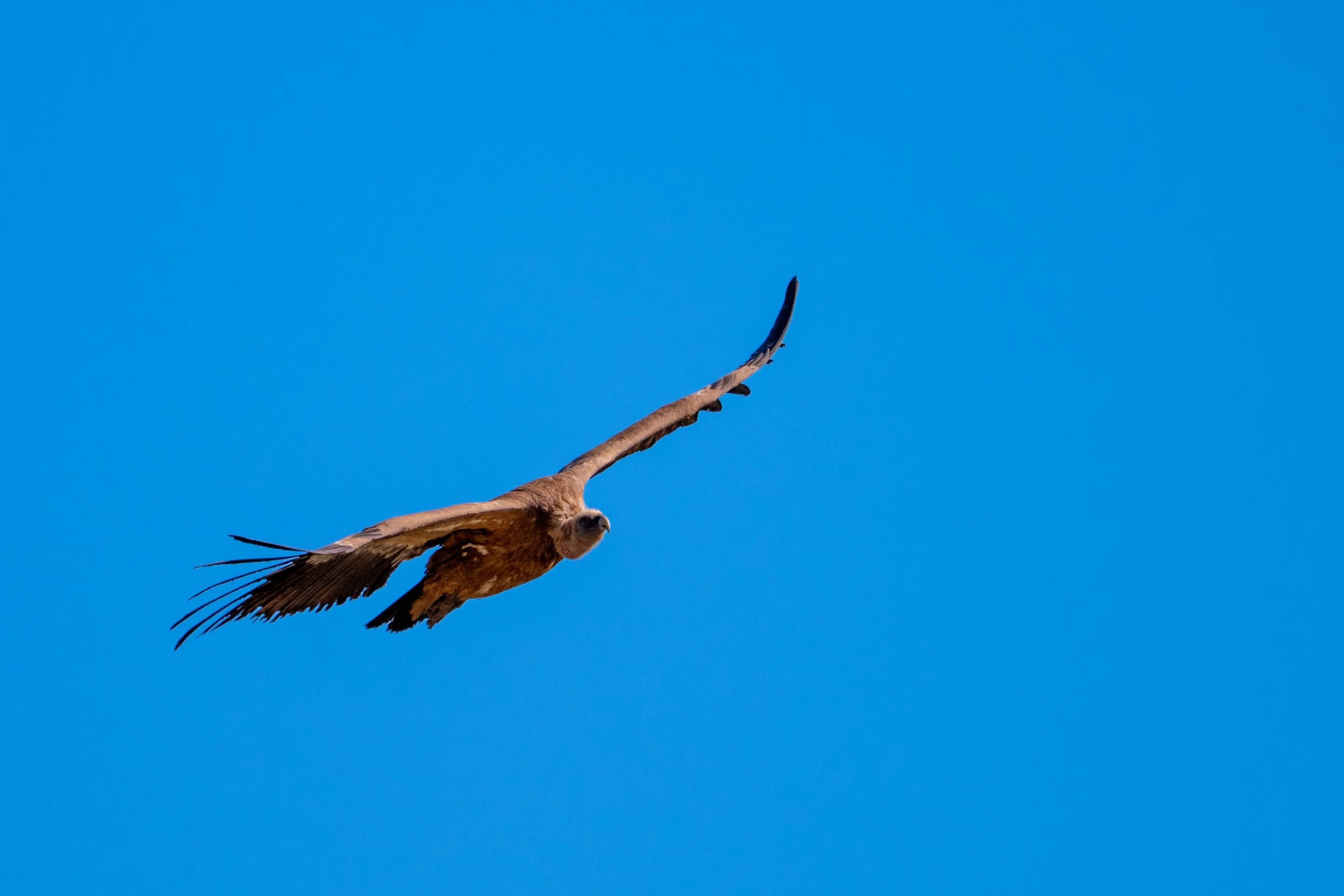 DSC_4050.jpg