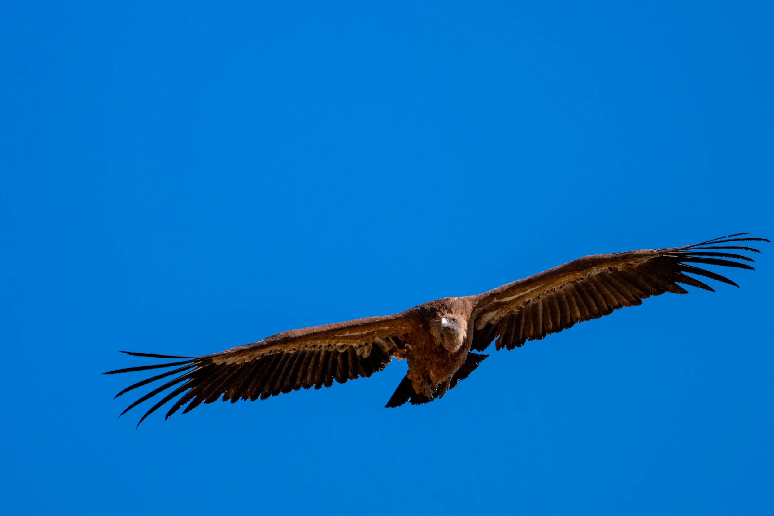 DSC_4062.jpg