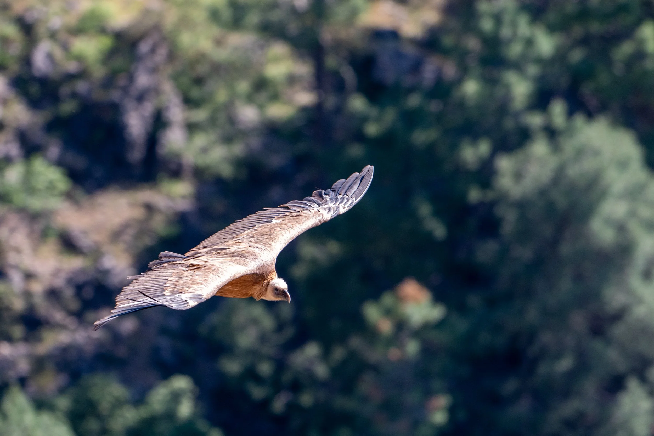 DSC_3972.jpg