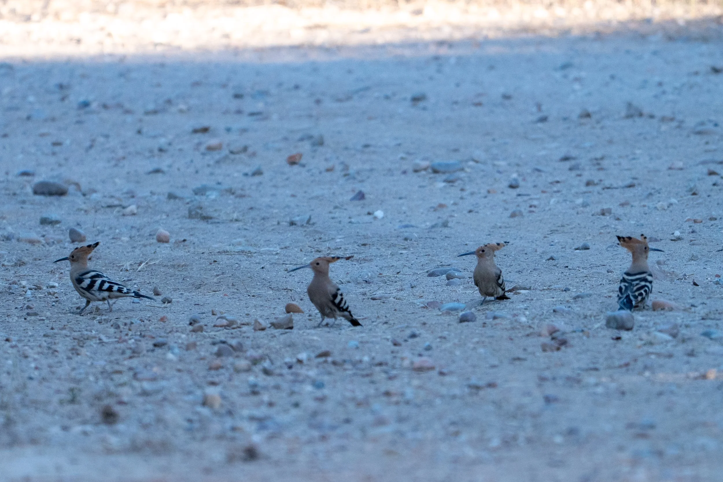 DSC_4864.jpg