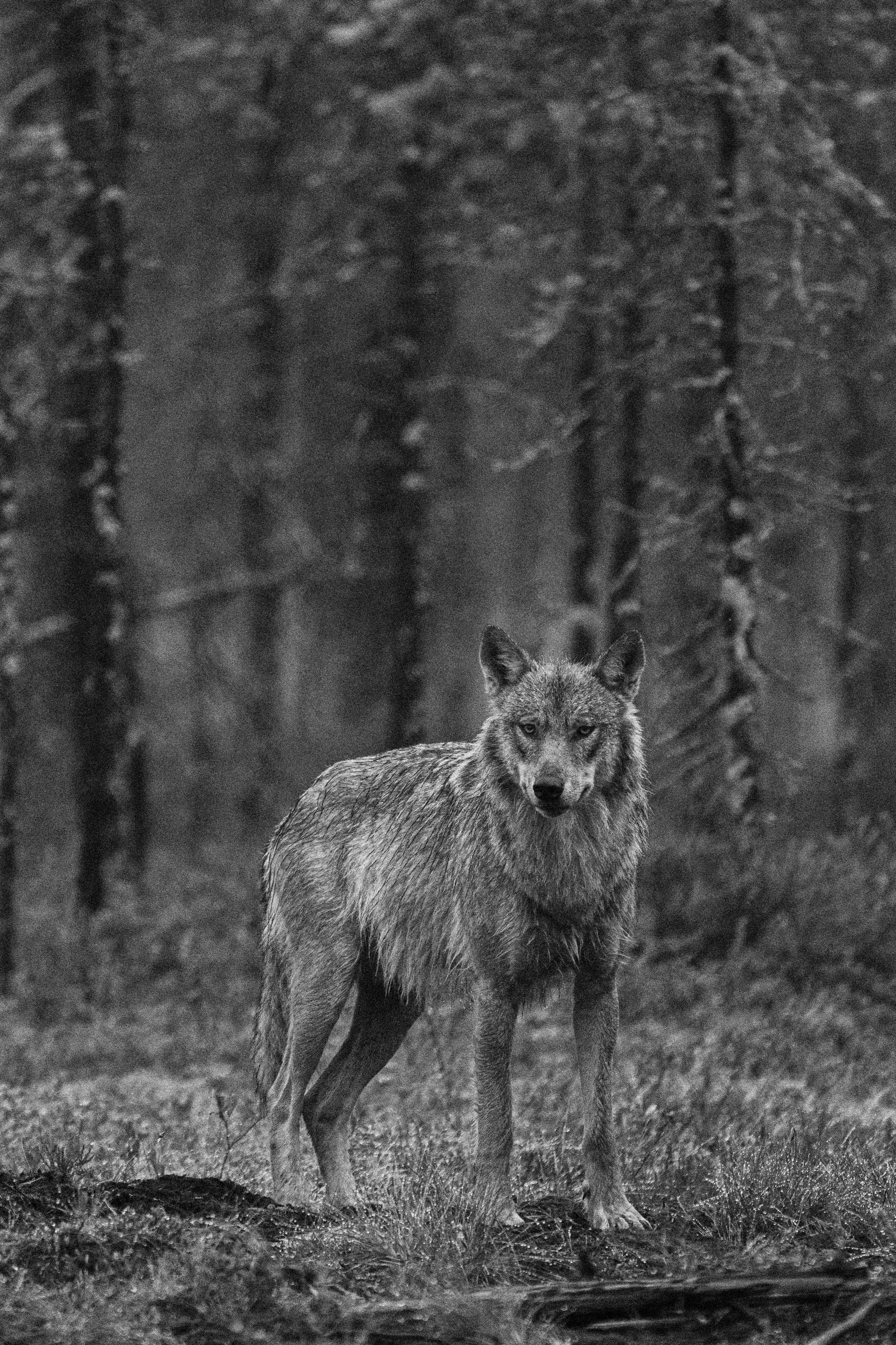 DSC_6439-3.jpg