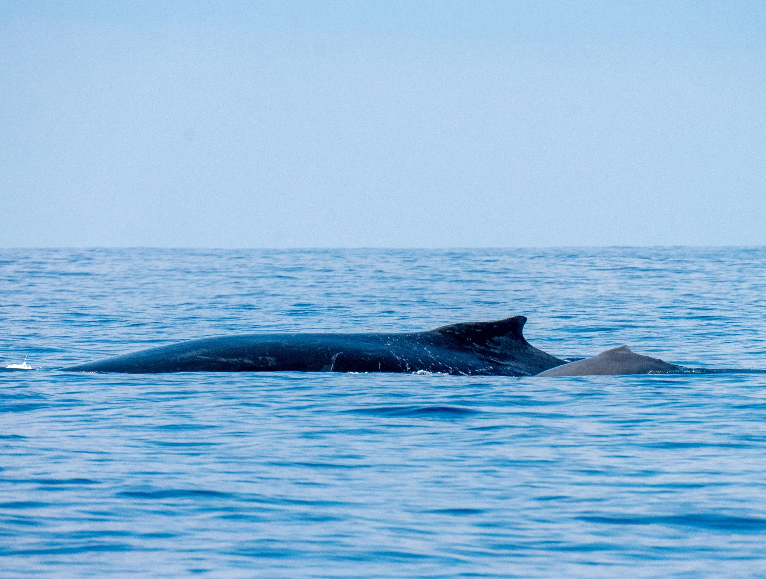 DSC_7333.jpg