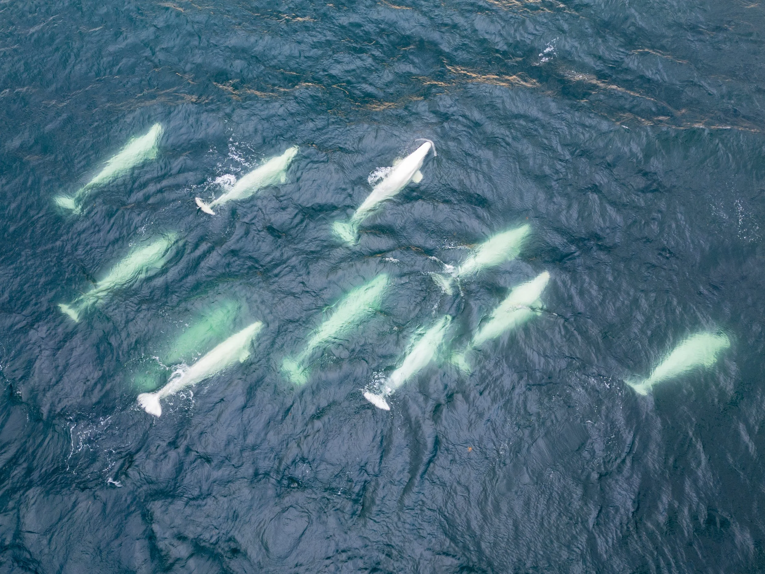 DJI_0336.jpg