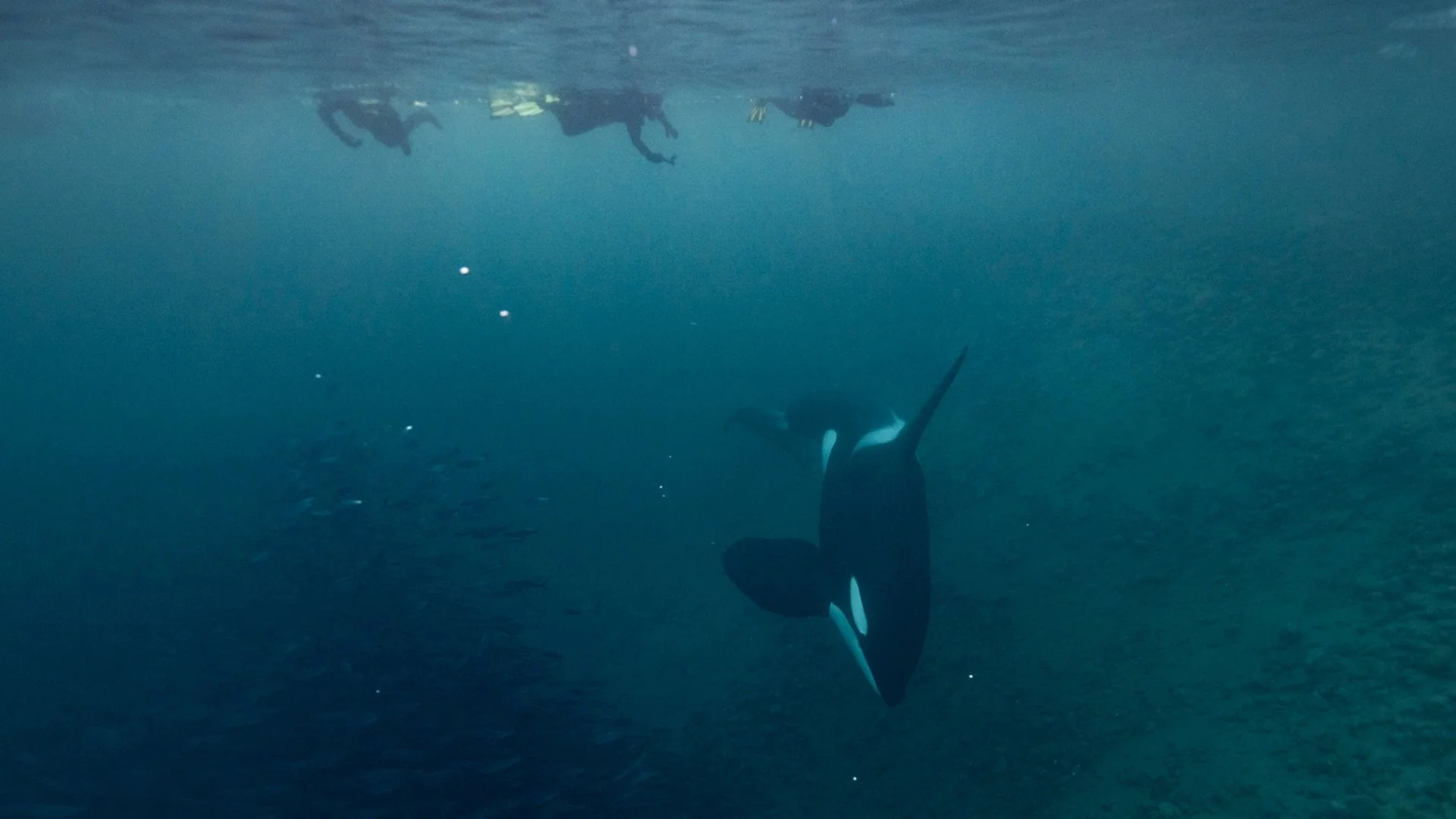 Orca under water ©Scott Portelli.jpg