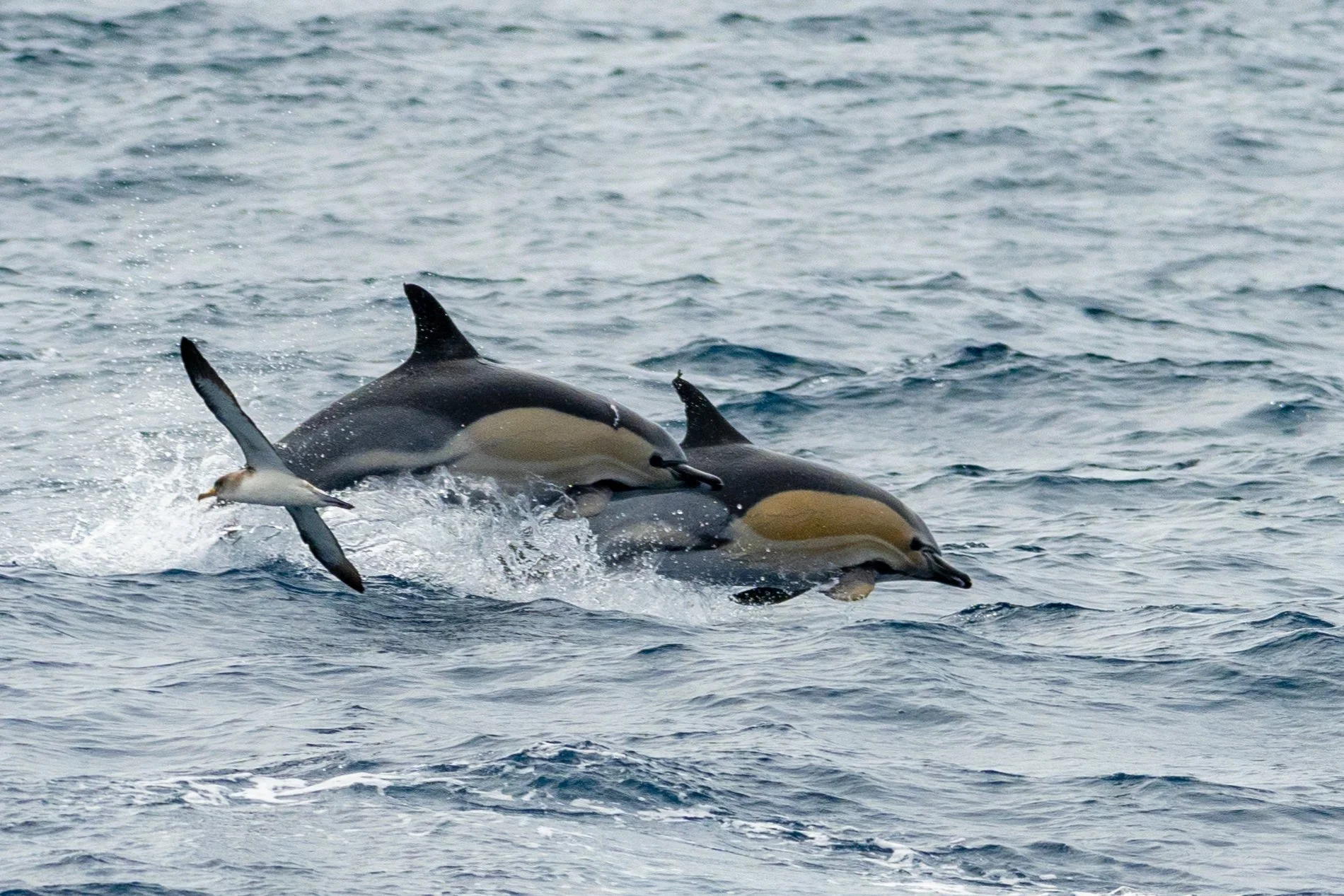 Drei Orcas schwimmen im Meer, begleitet von einem kleinen Pinguin.