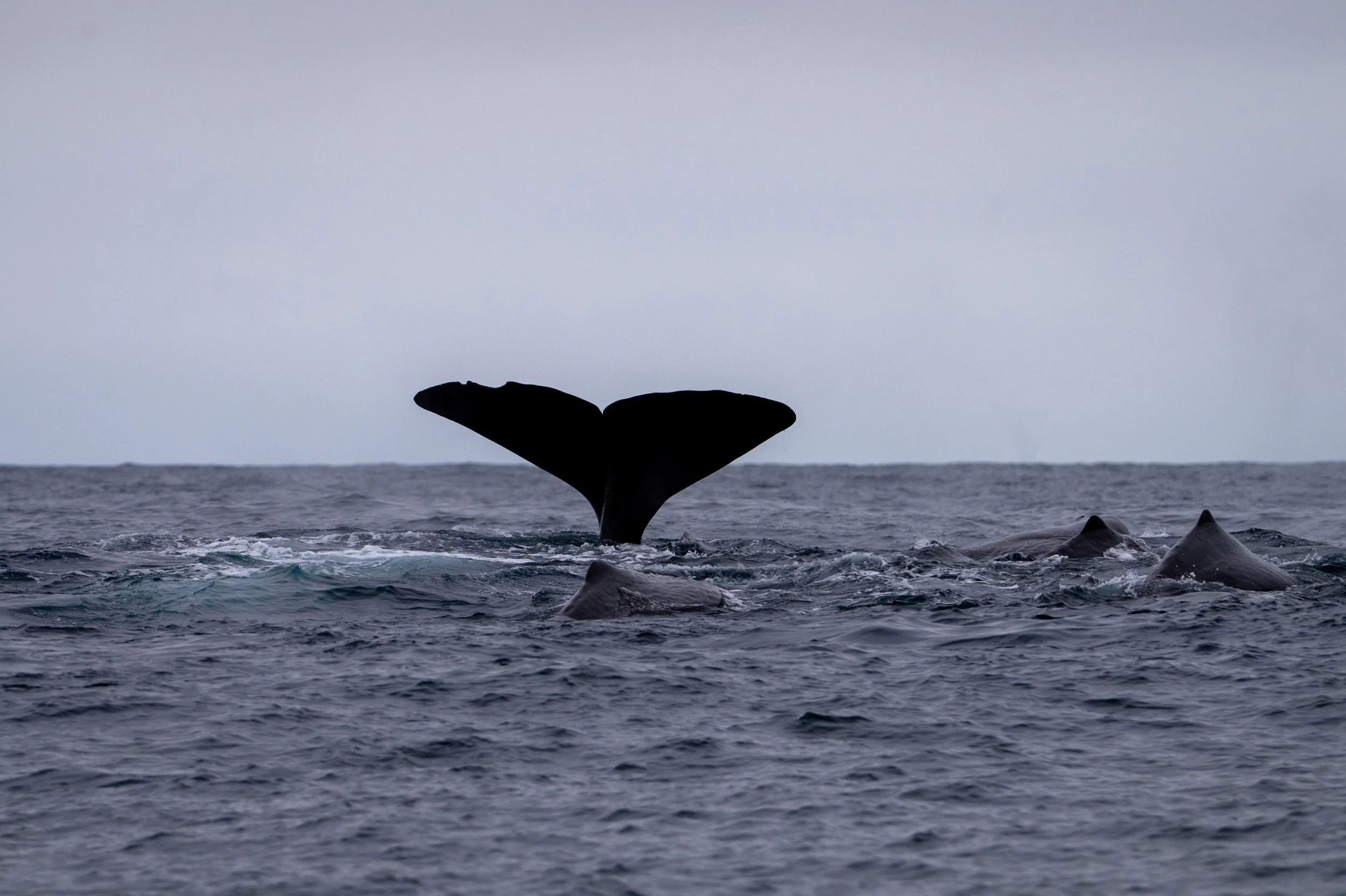 Rückansicht eines Walschwanzes, das aus dem Wasser sprüht, umgeben von mehreren Walen im Ozean bei Dämmerung.