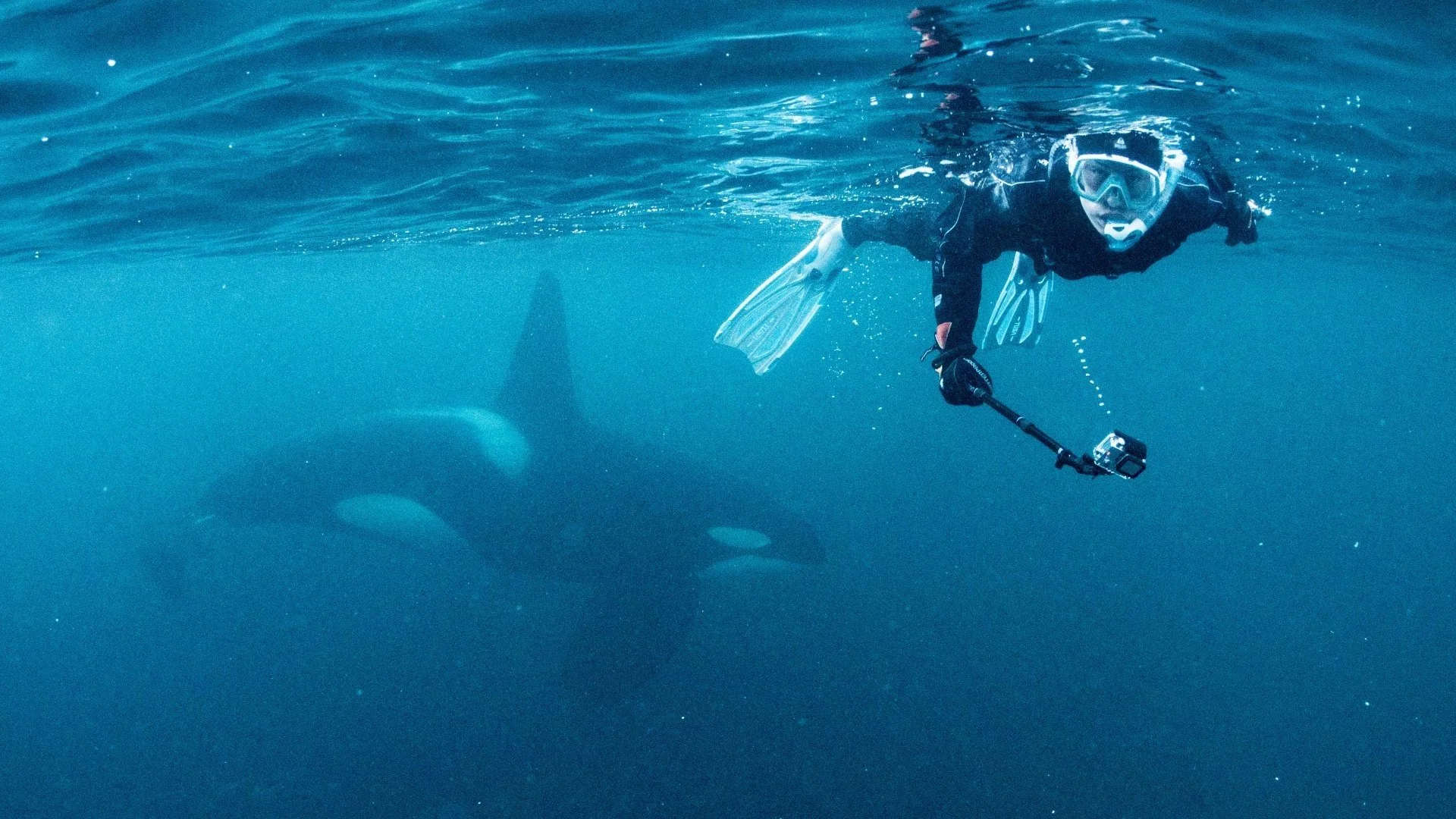 Schwimmen mit Orcas & Buckelwalen in Norwegen
