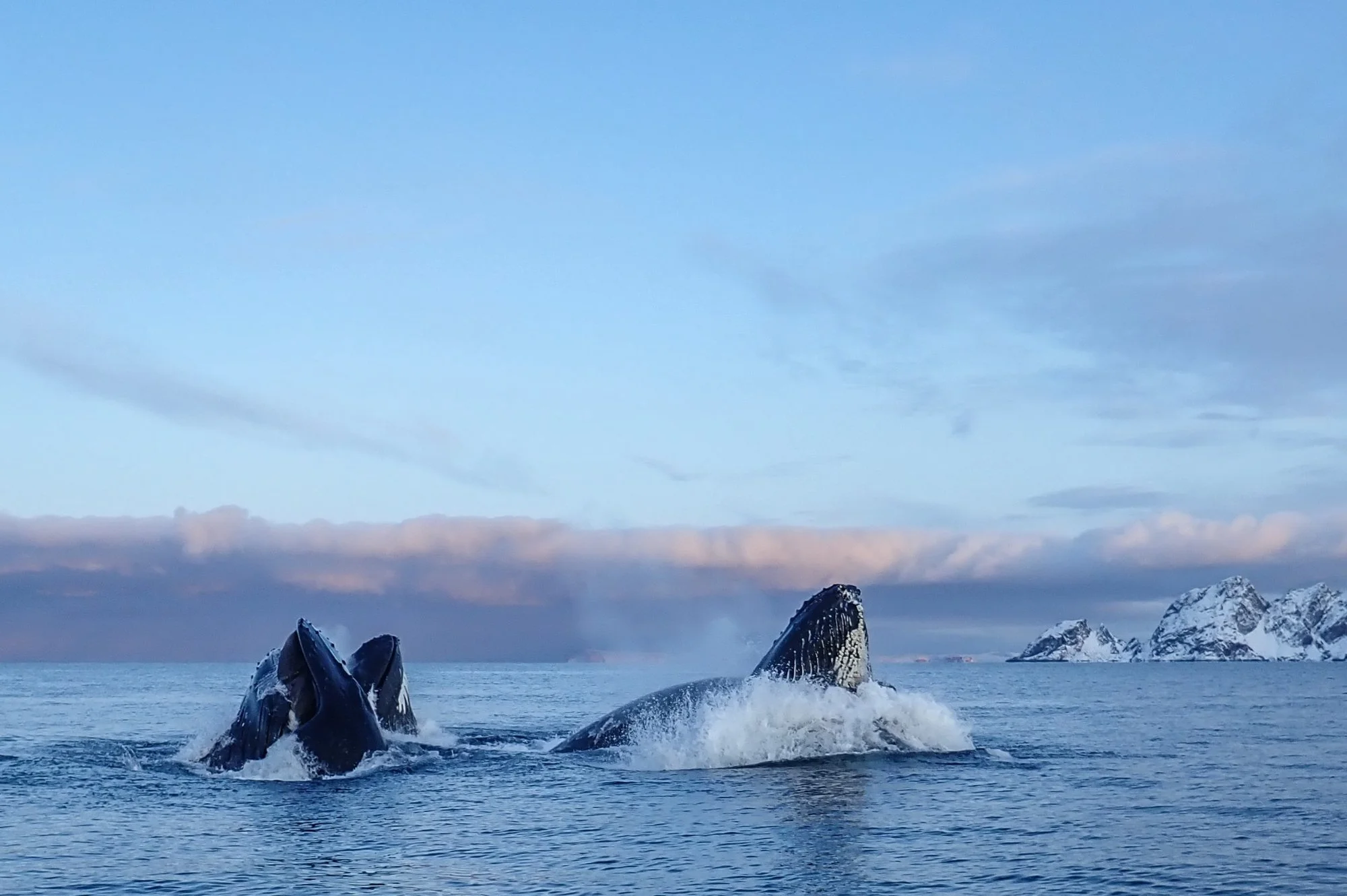 Winter Whales of Norway (11).jpg
