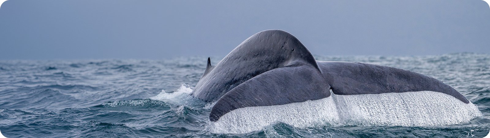 Zwei Buckelwale schwimmen im Meer