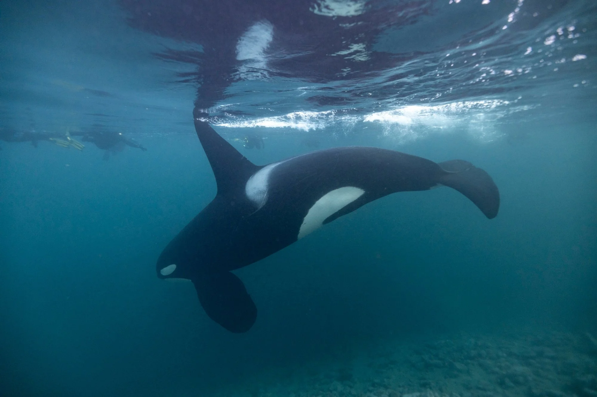 Winter Whales of Norway.jpg