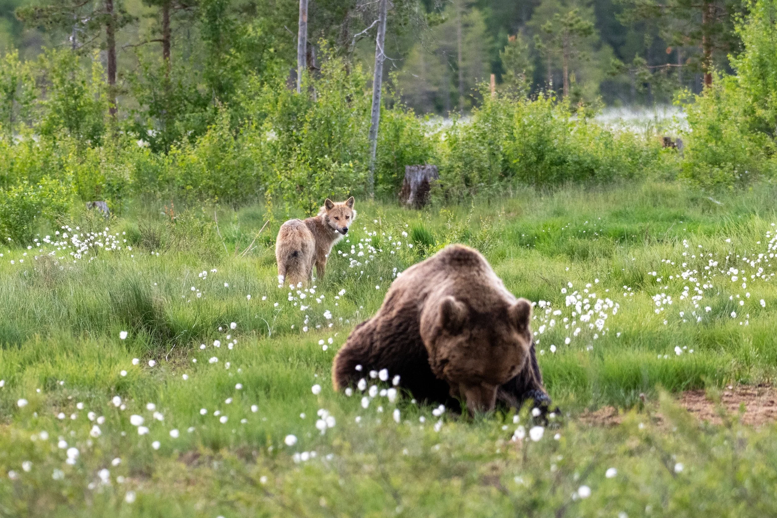 Bären, Wölfe & Eulen in Finnland