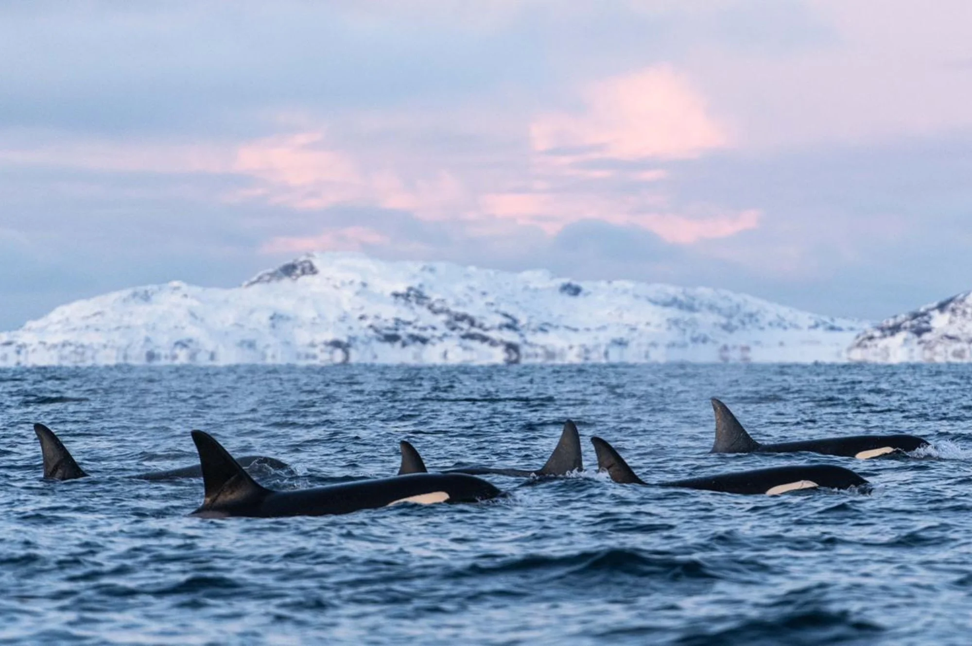Winter Whales of Norway (9).jpg