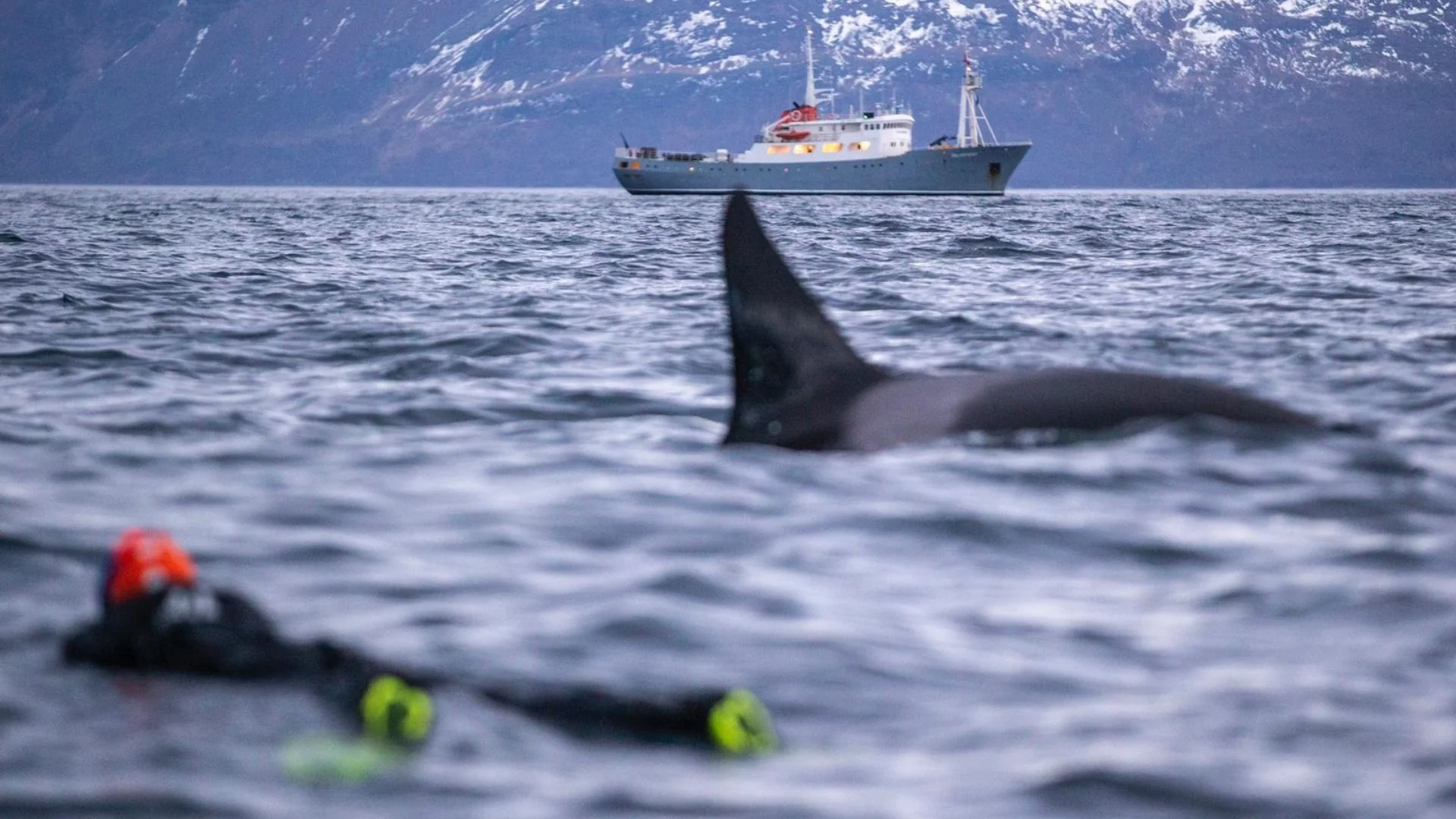 Orca+snorkeler+Polarfront.jpg