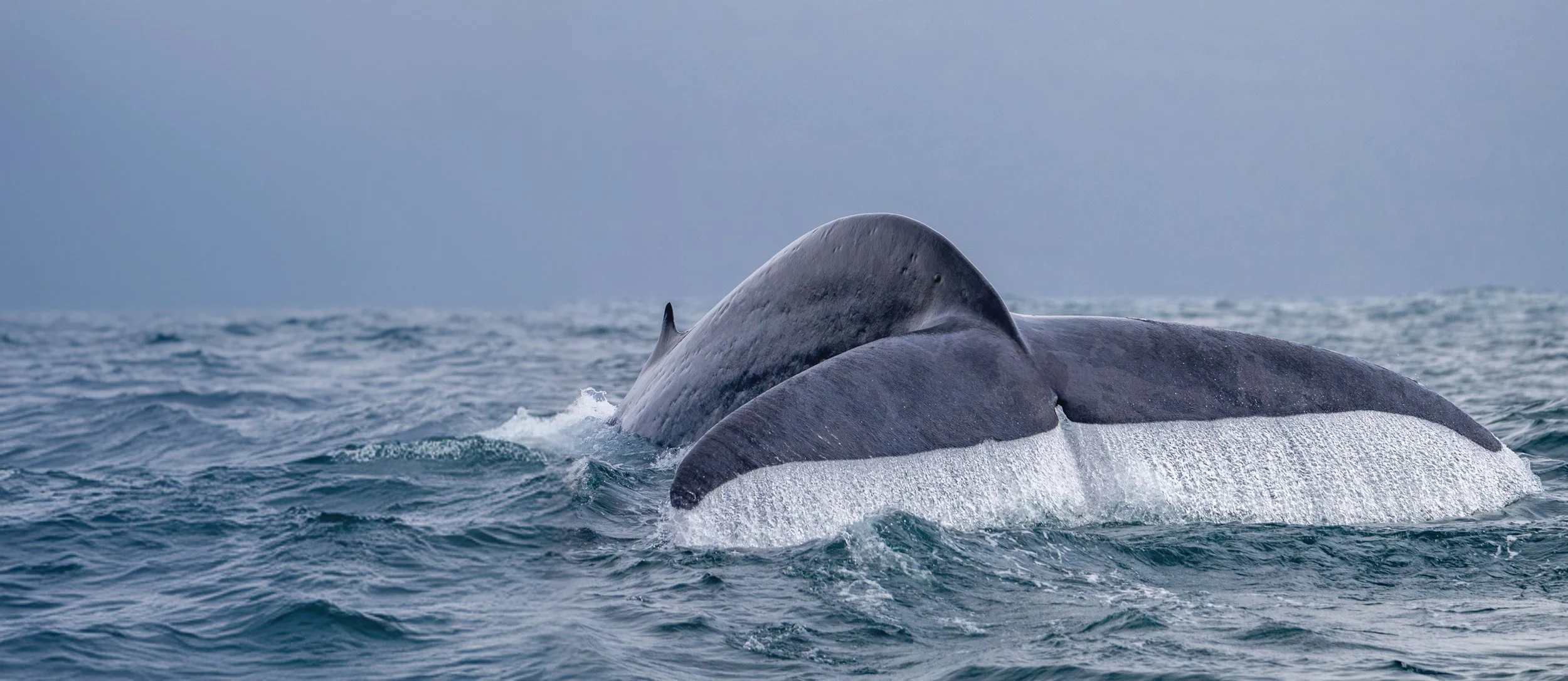 Ein Buckelwal schwimmt an der Wasseroberfläche im Meer, mit nur teilweisem Sichtkontakt zur Wasseroberfläche.