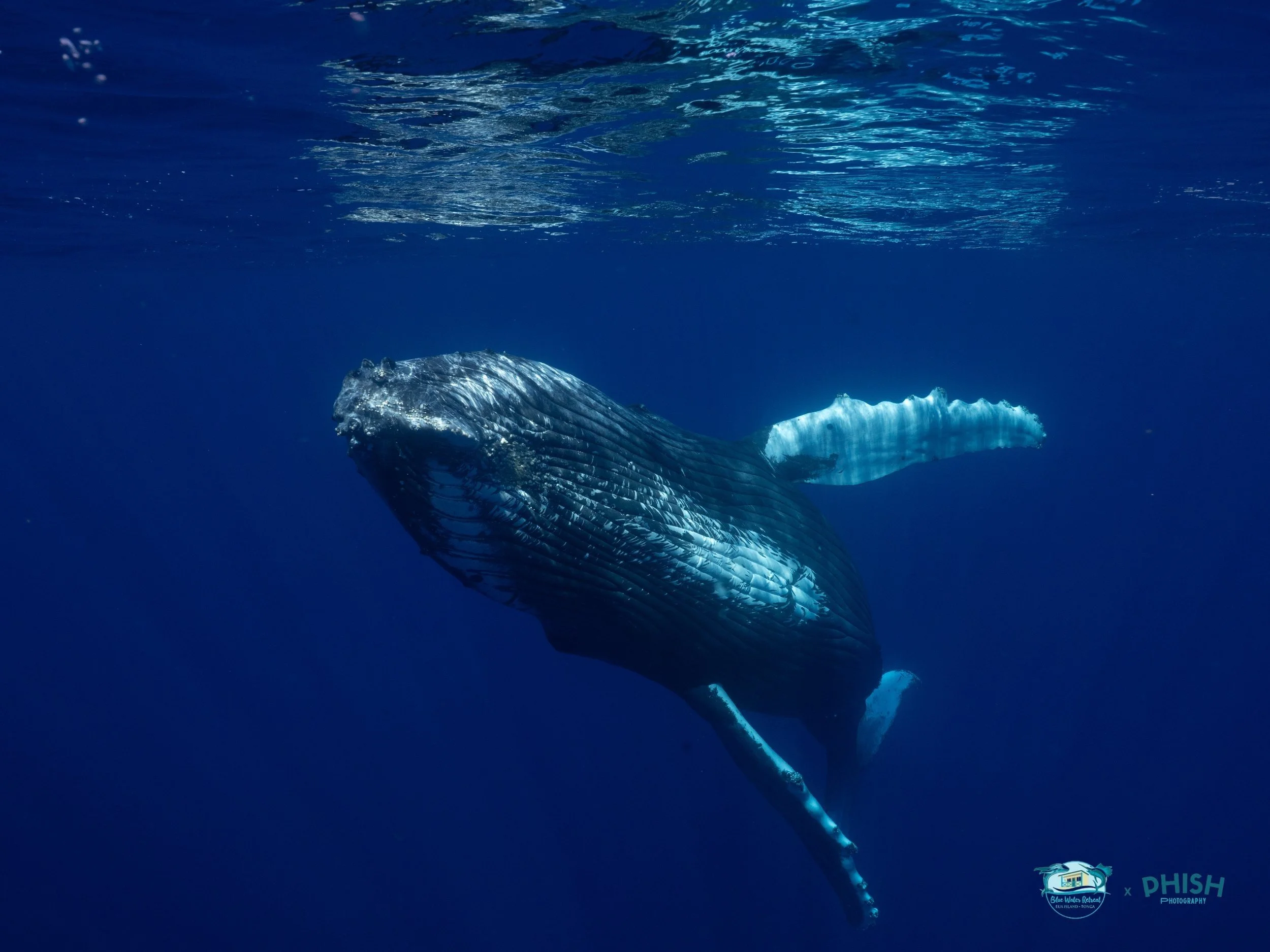 Schwimmen mit Buckelwalen in Tonga