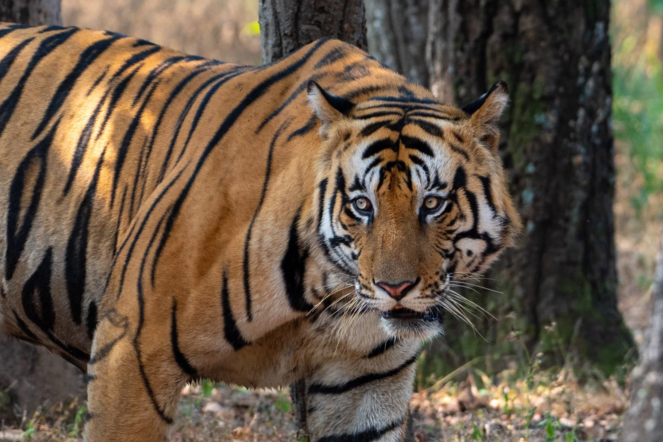 Tiger, Leopard & Co. in Indien