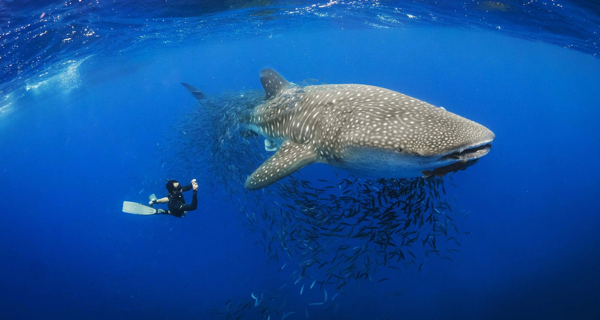 Taucher schwimmt neben einer riesigen Walhaifisch im blauen Meer, umgeben von kleinen Fischen.