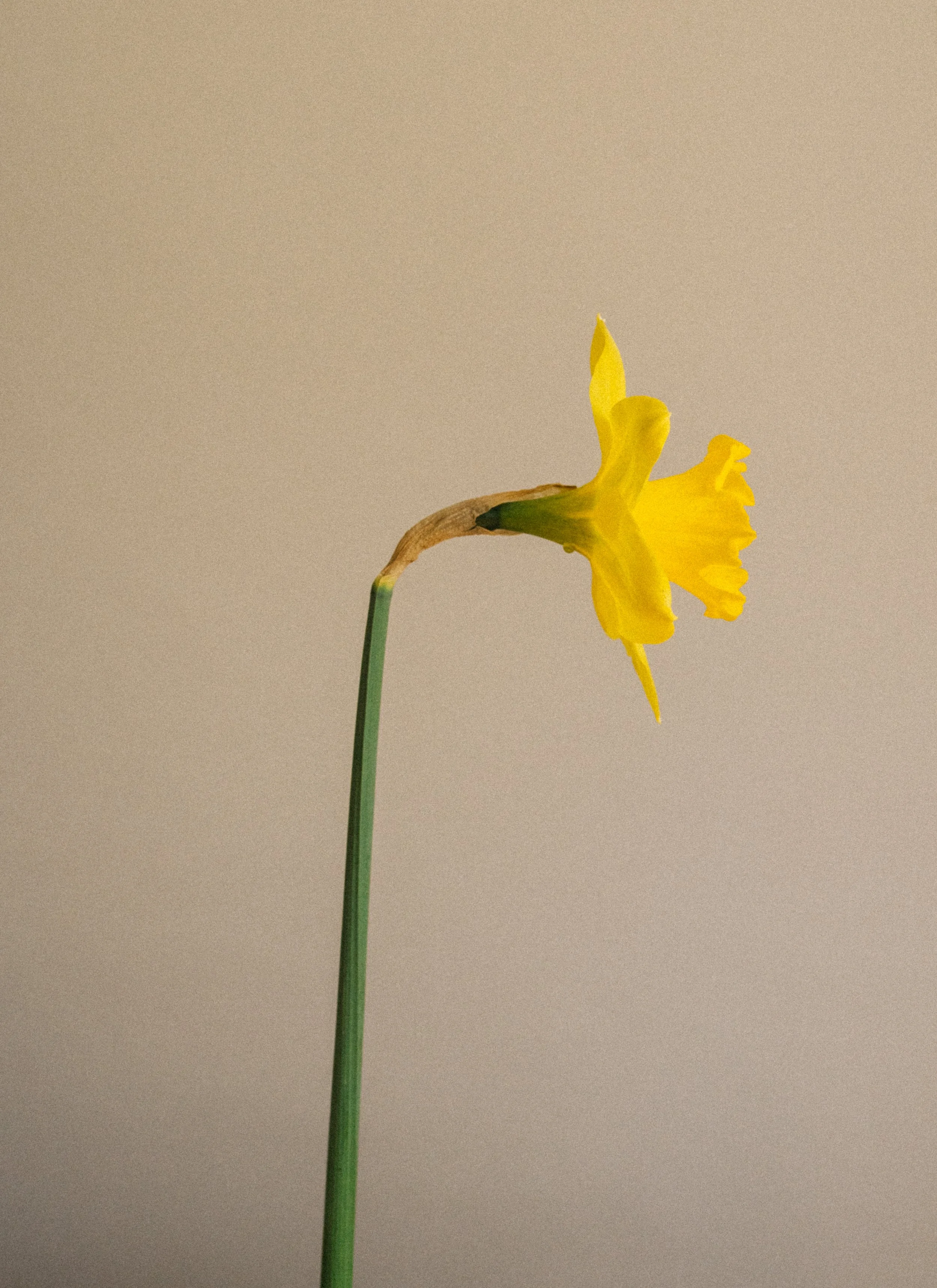Yellow Daffodil Maine Garden -6.jpg
