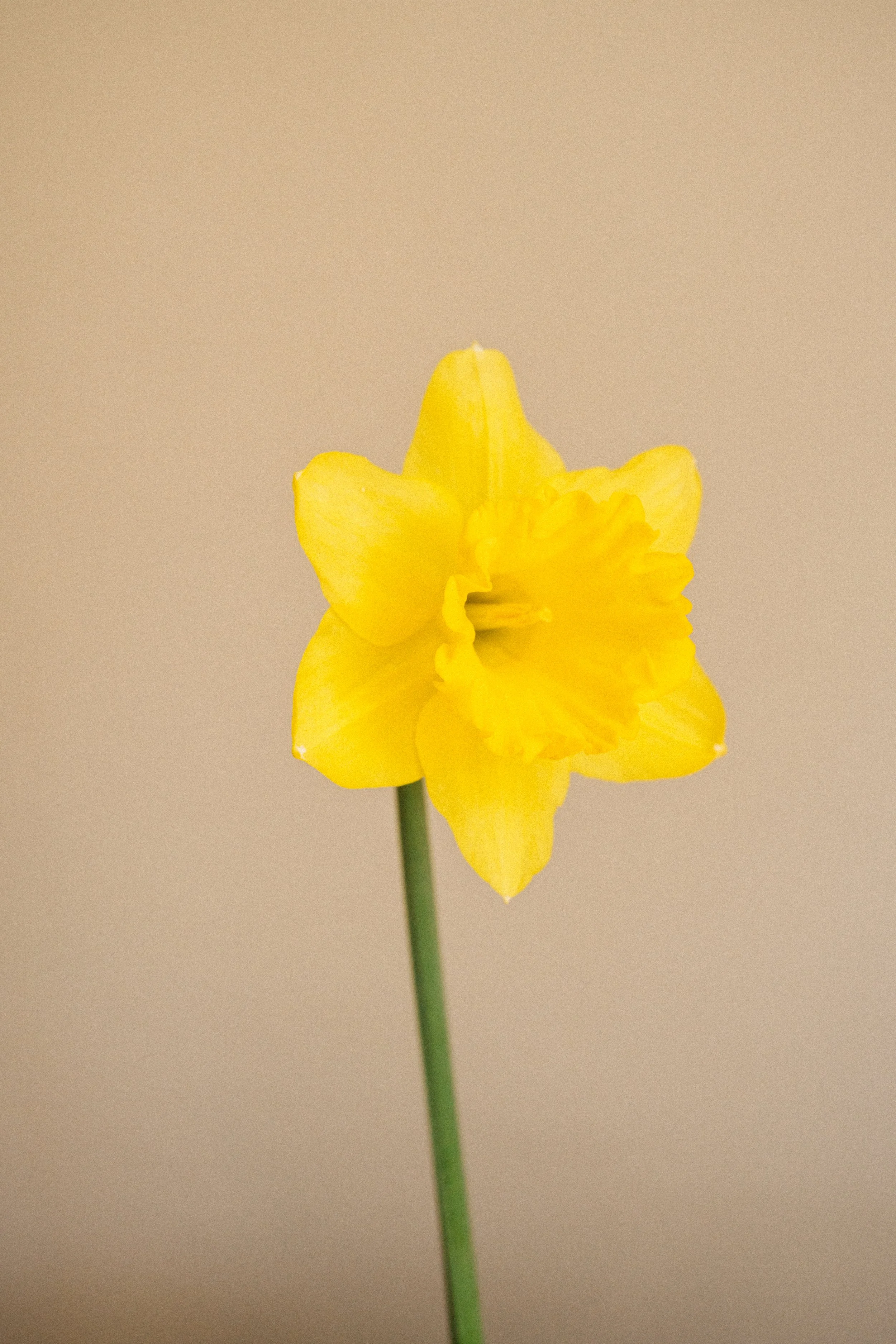Yellow Daffodil Maine Garden -5.jpg