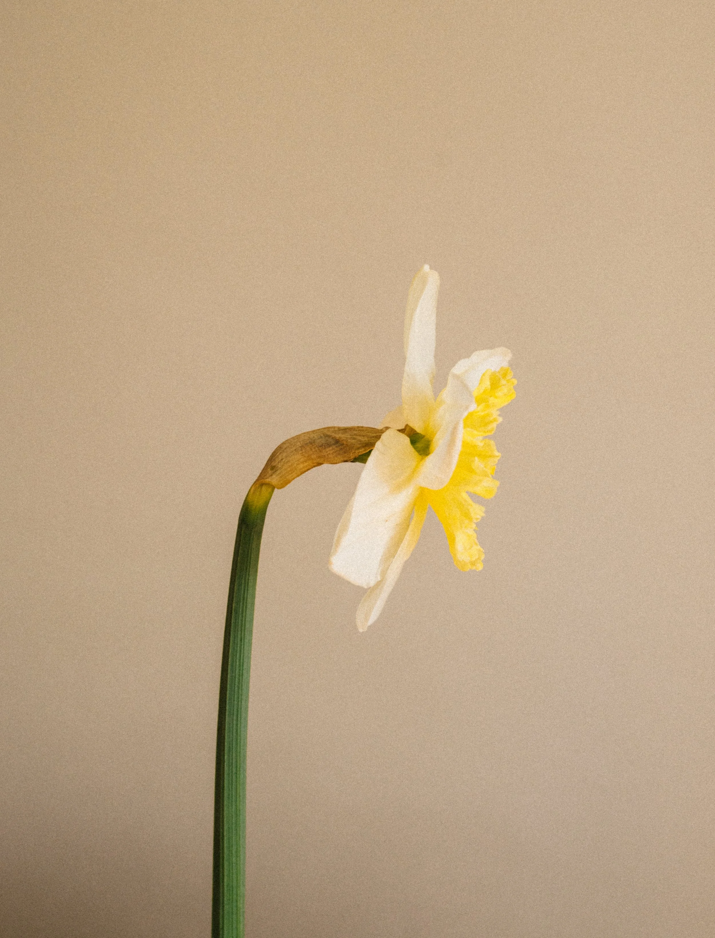 Yellow Daffodil Maine Garden -4.jpg
