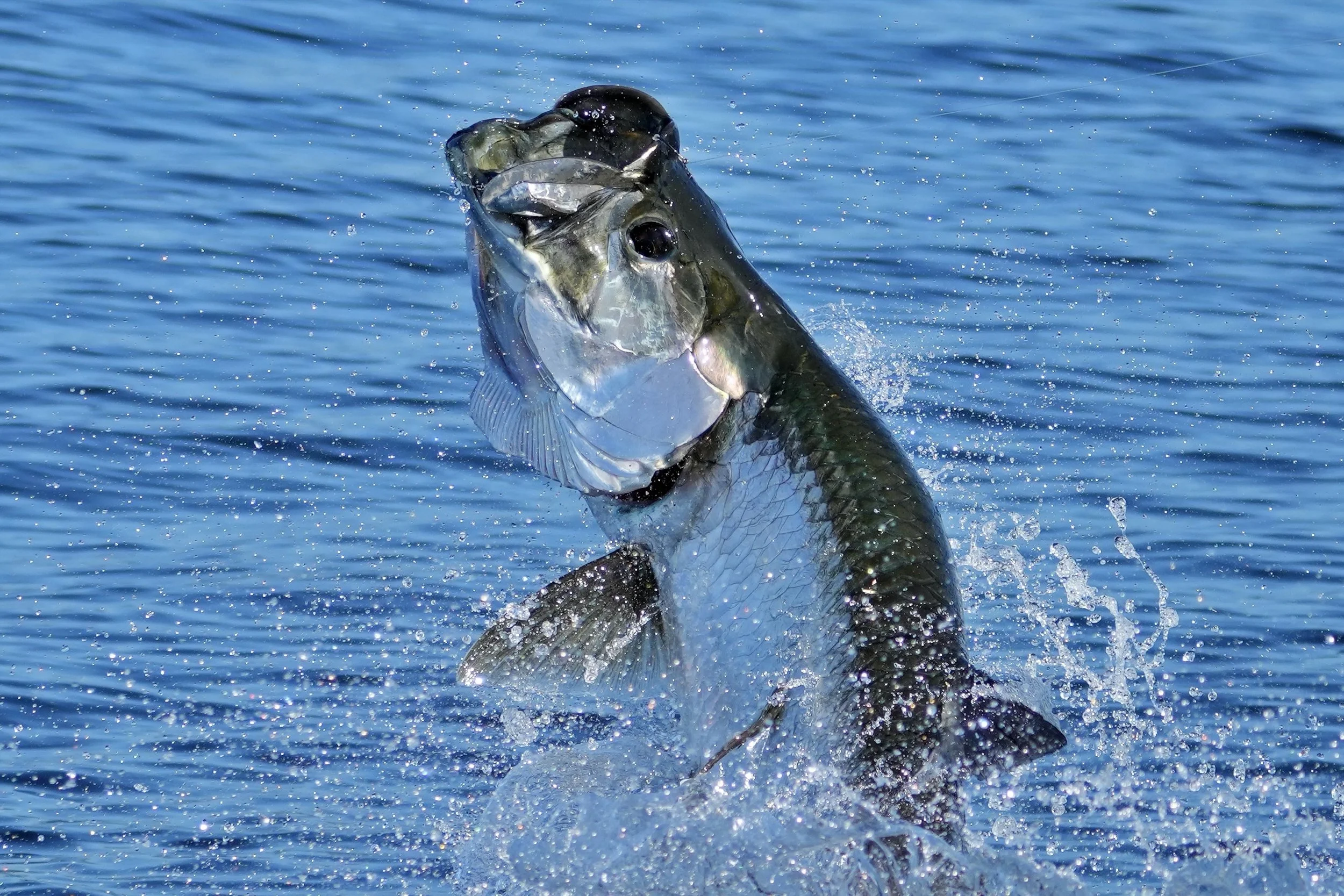 Tarpon jumping out of water