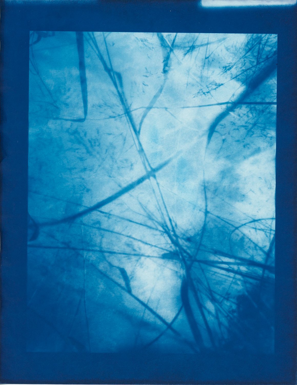 Cyanotypes - Photo Negatives