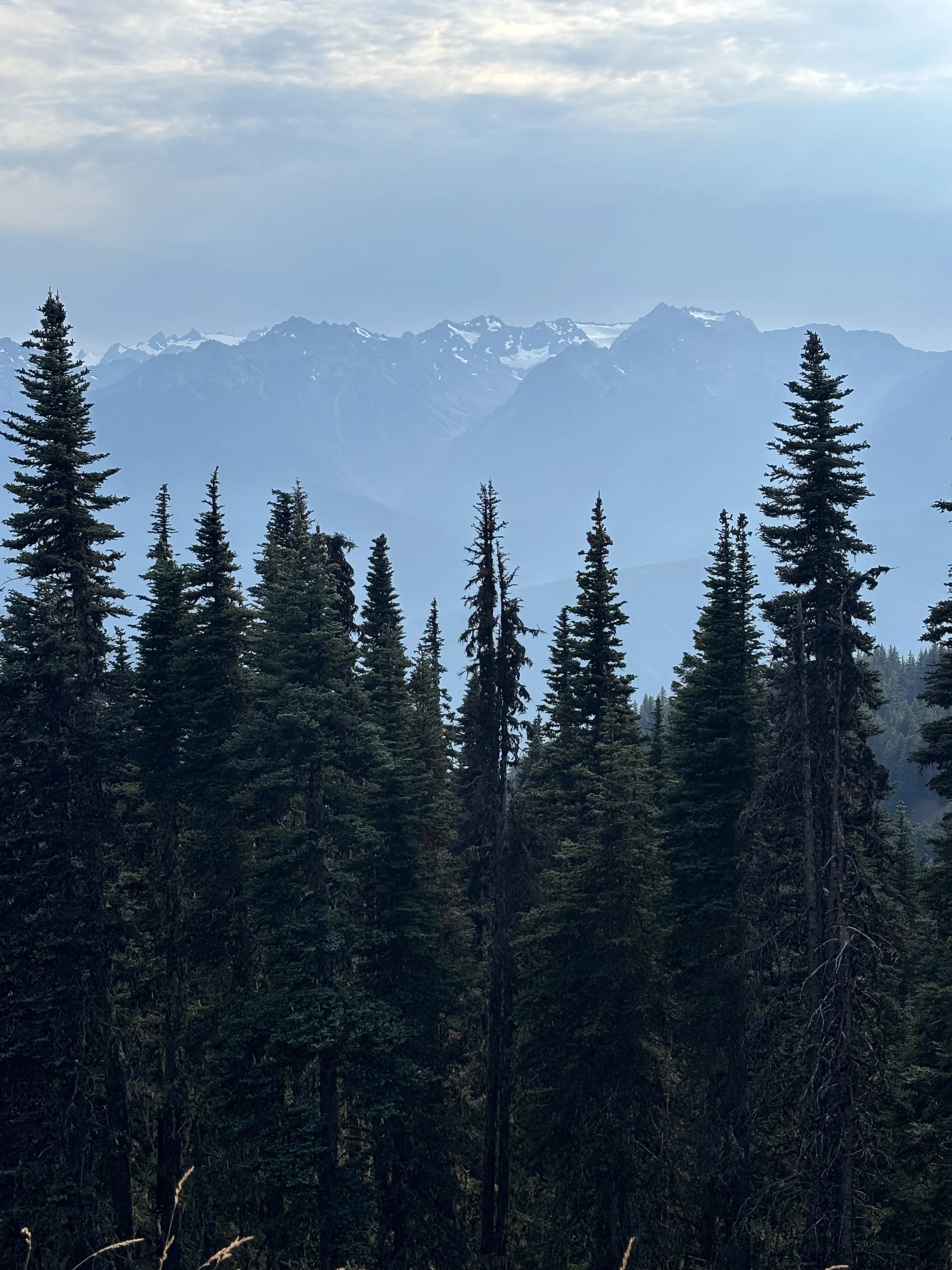 A scenic view of tall evergreen trees in the foreground, with a mountain range featuring snow-capped peaks in the background under a sky with scattered clouds.