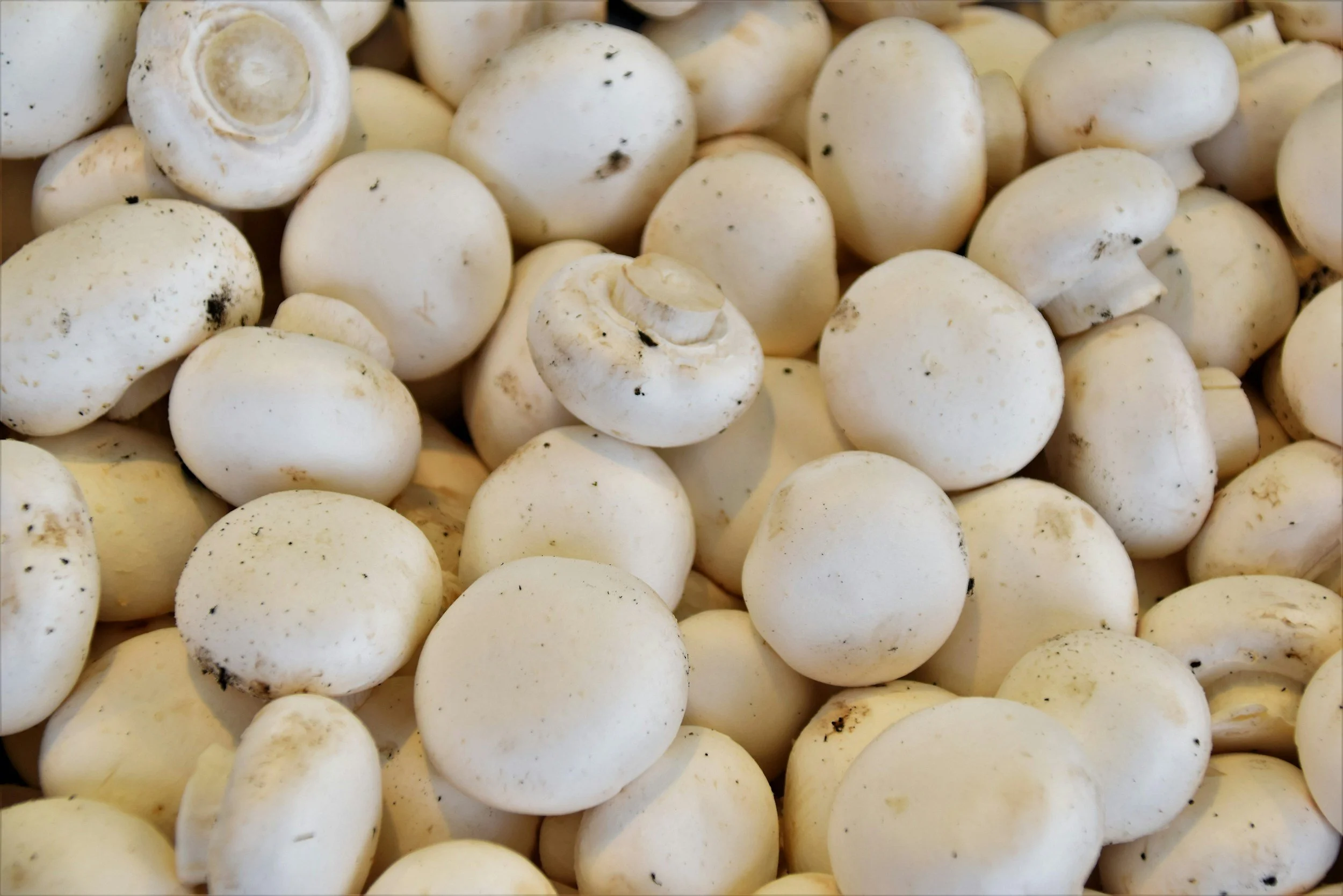 Ontario Mushrooms