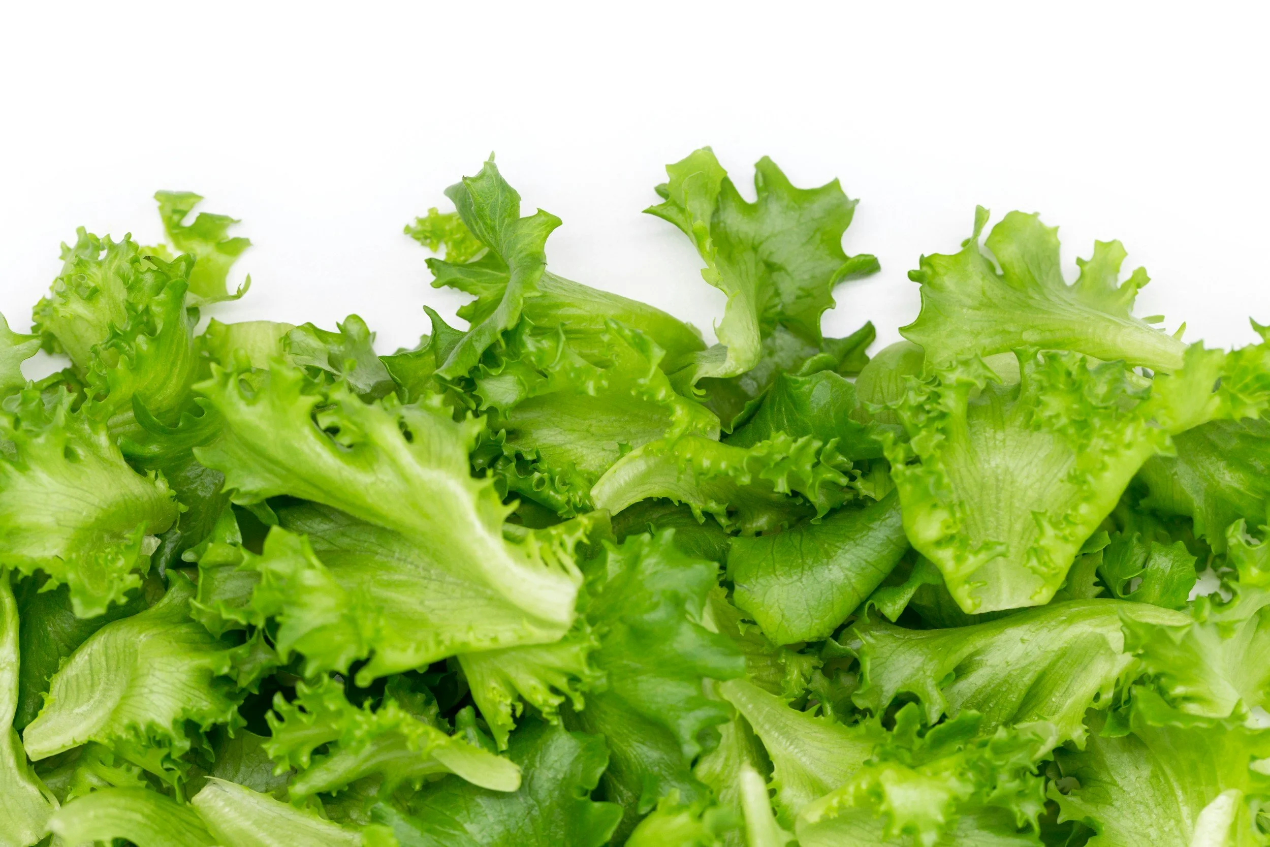 Ontario Lettuces