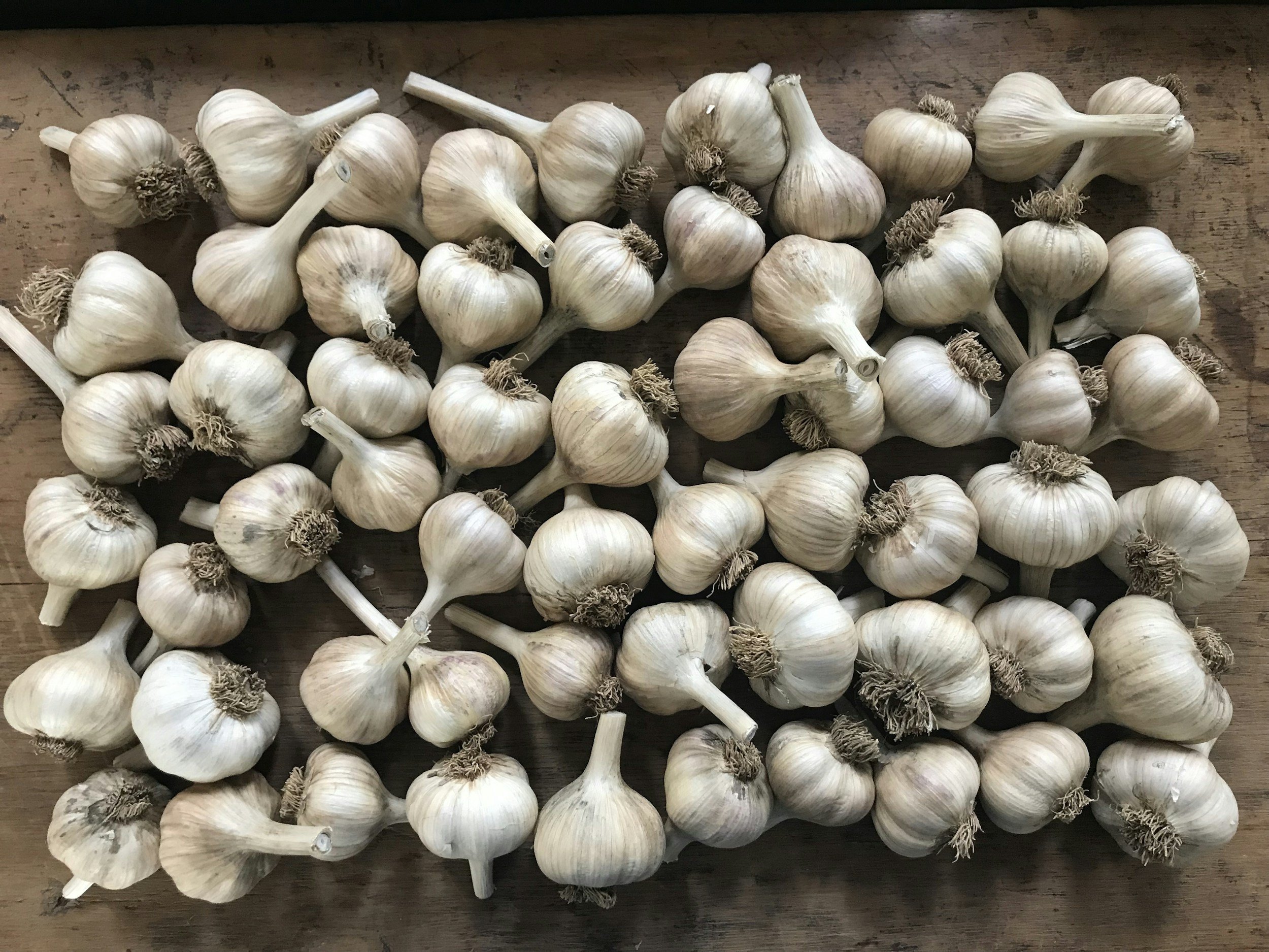 Ontario Garlic
