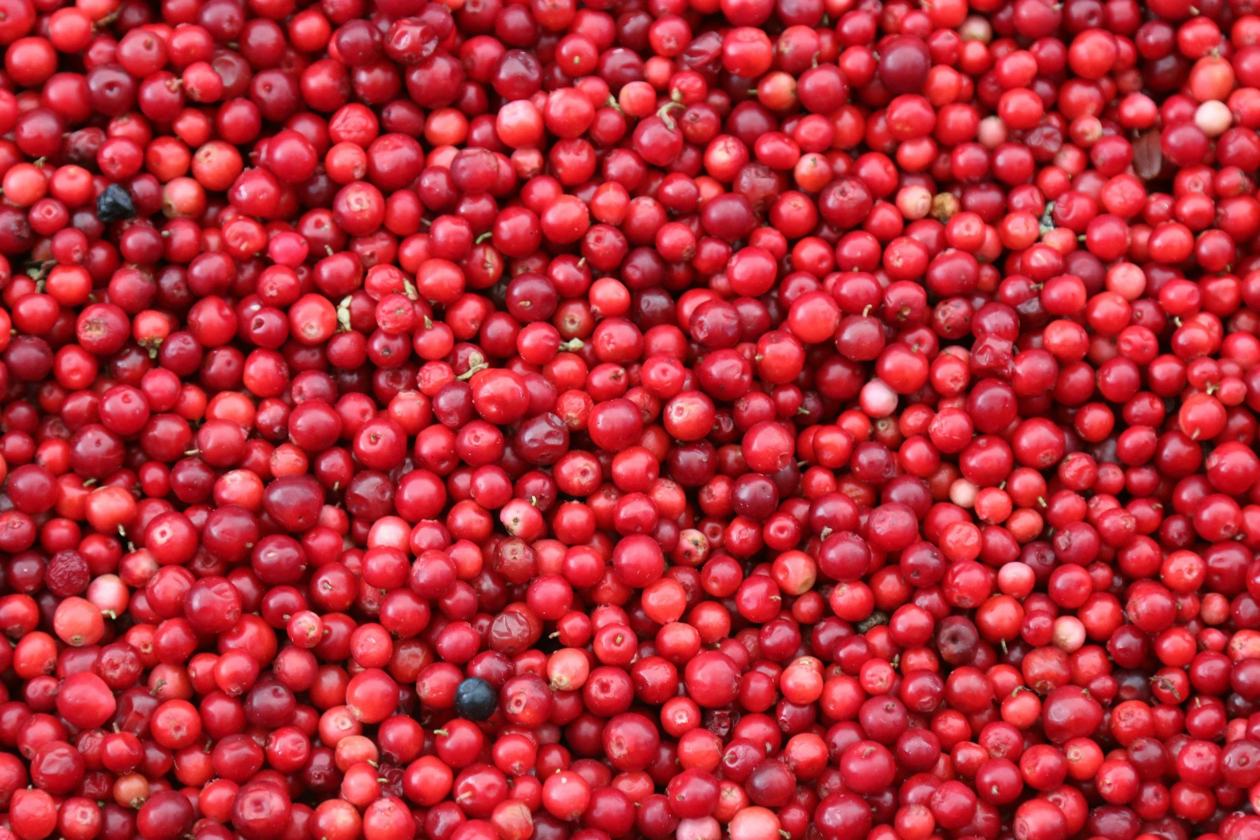 Ontario Cranberries Bala
