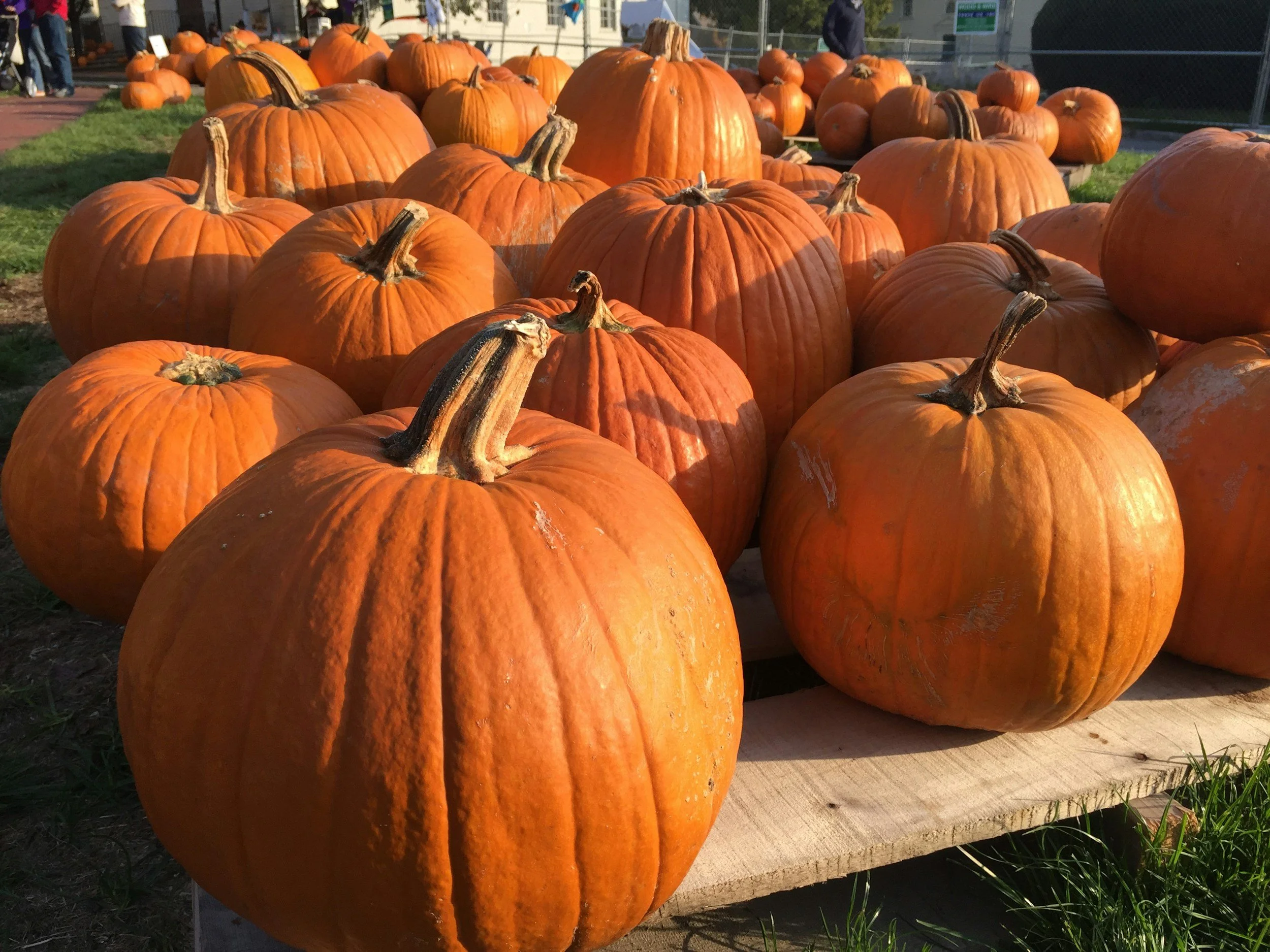 Jumbo Pumpkins