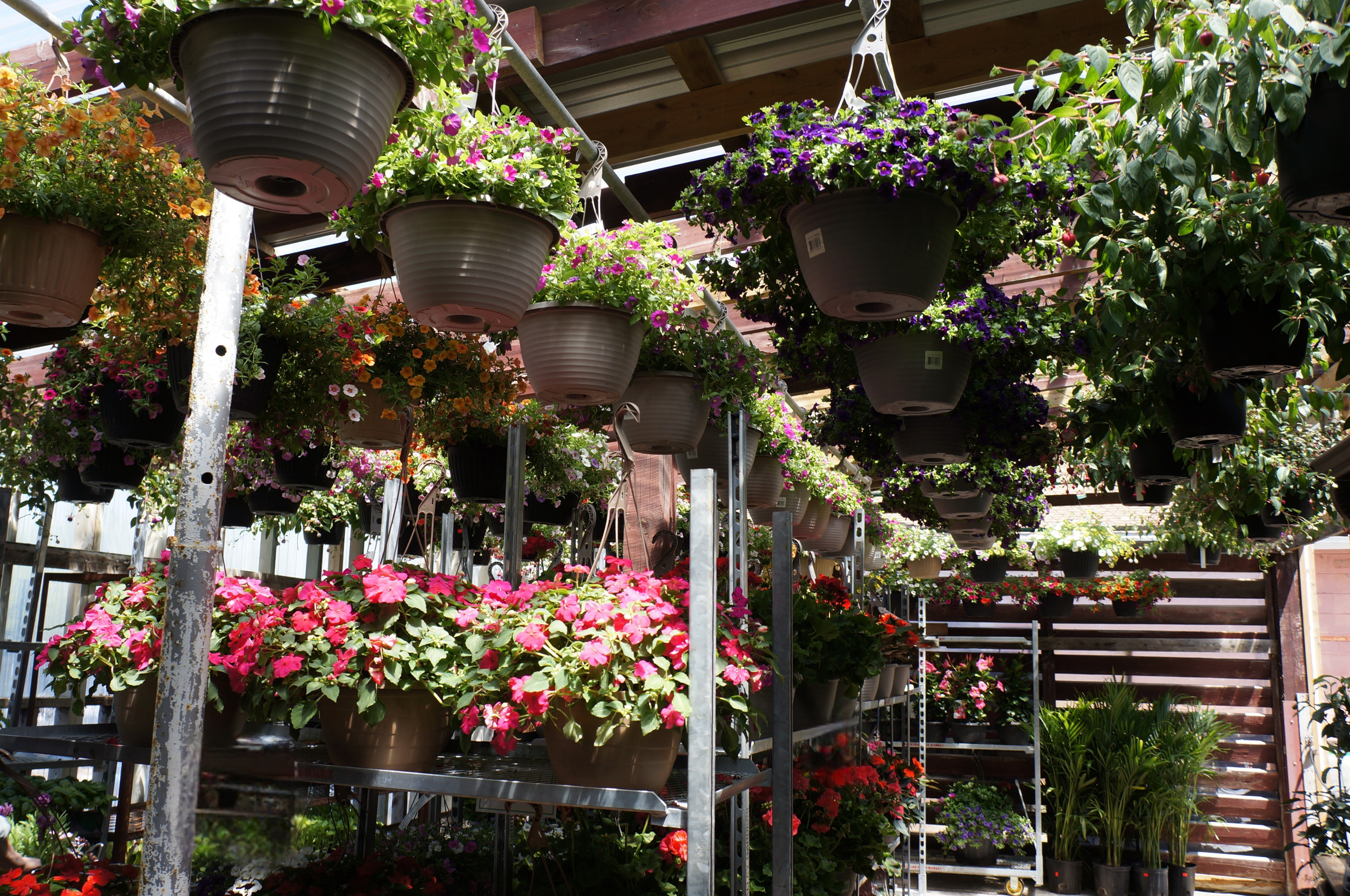 Hanging baskets Severn Ontario garden centre