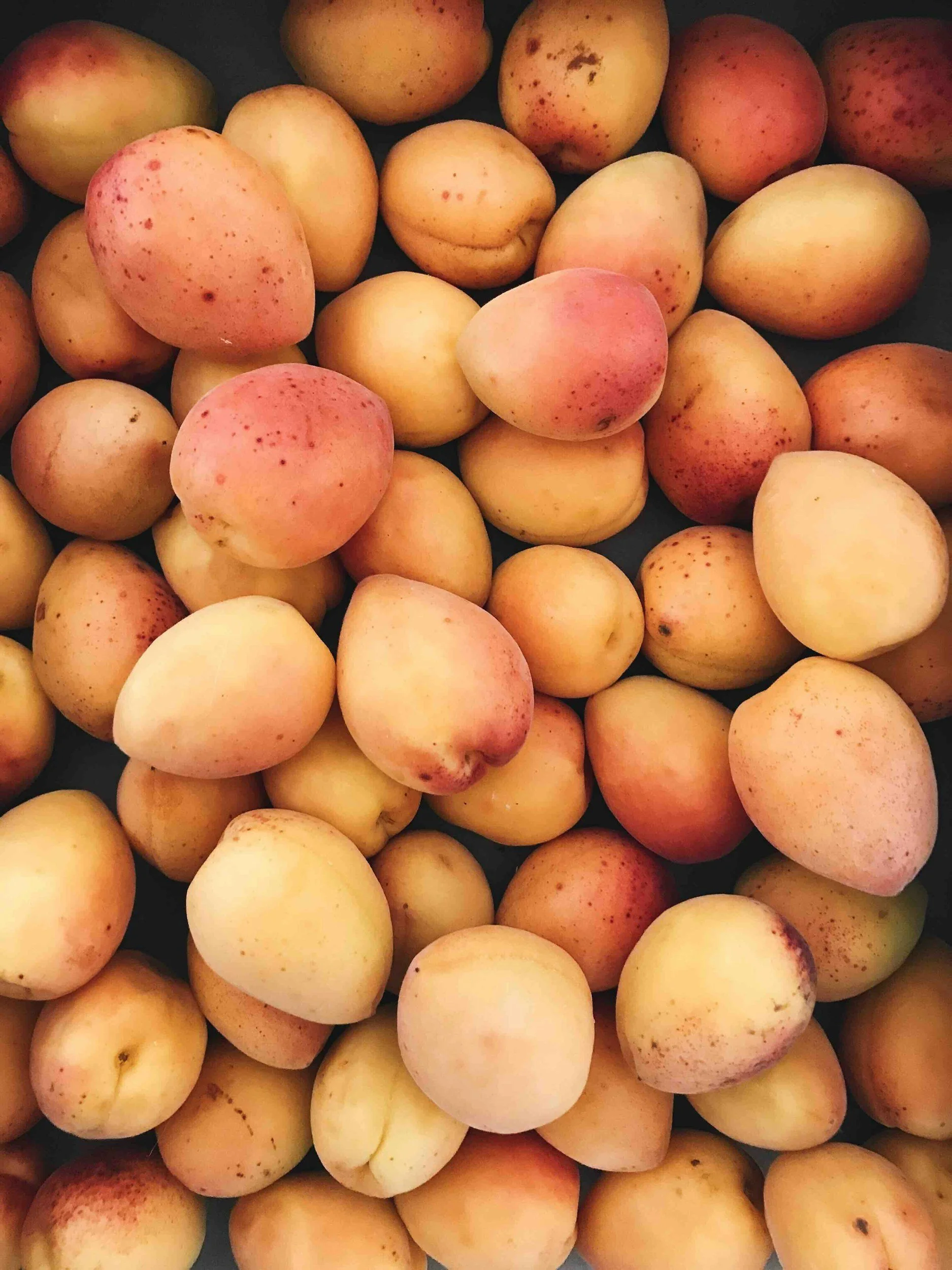 Ontario Apricots