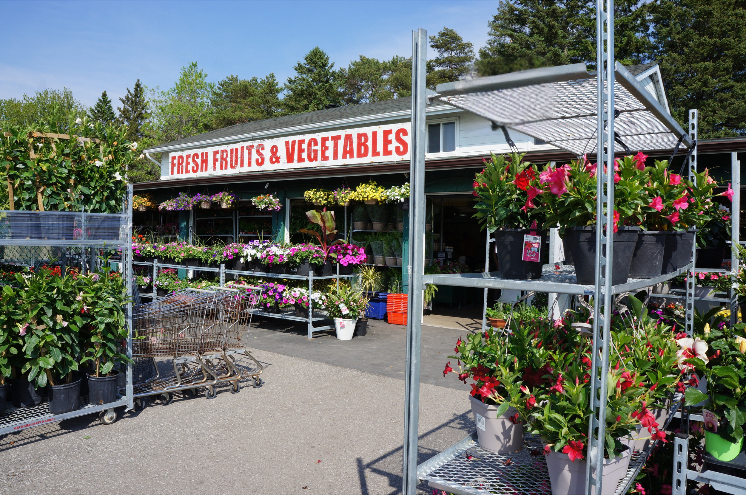 Local fruit market near Orillia shopping experience
