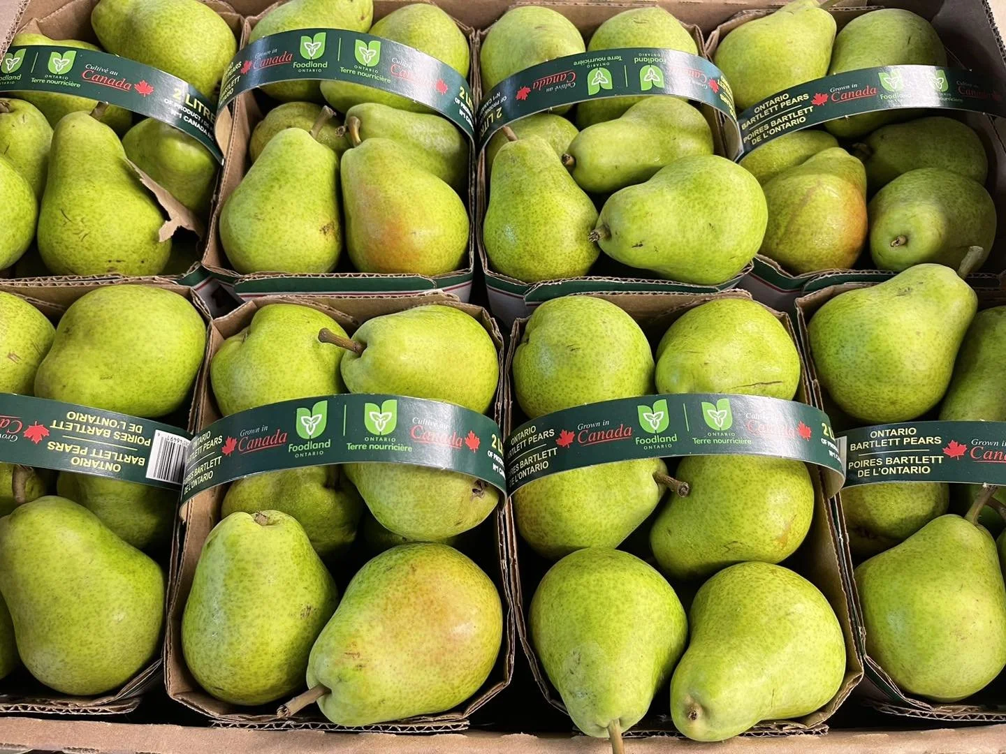 Ontario Pears