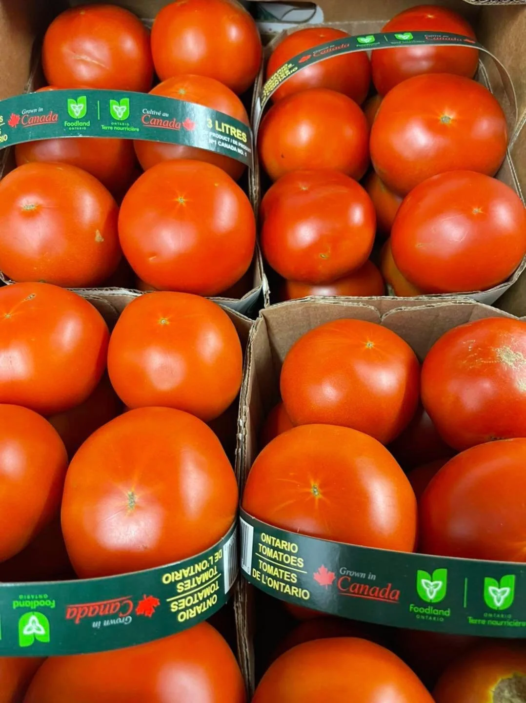 Ontario Field Tomatoes