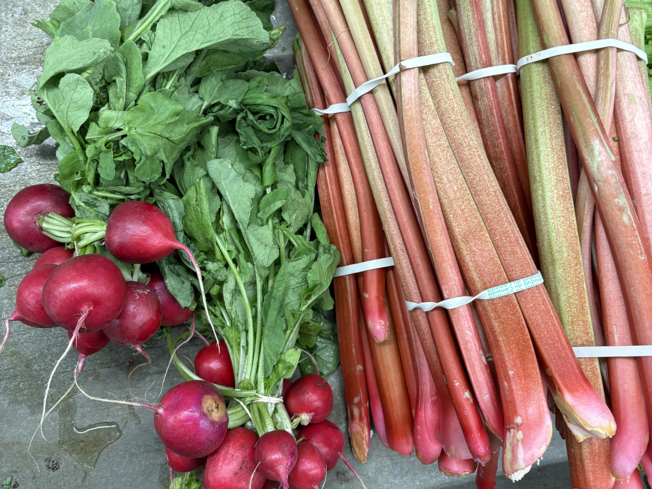 Ontario Radish and Rhubarb