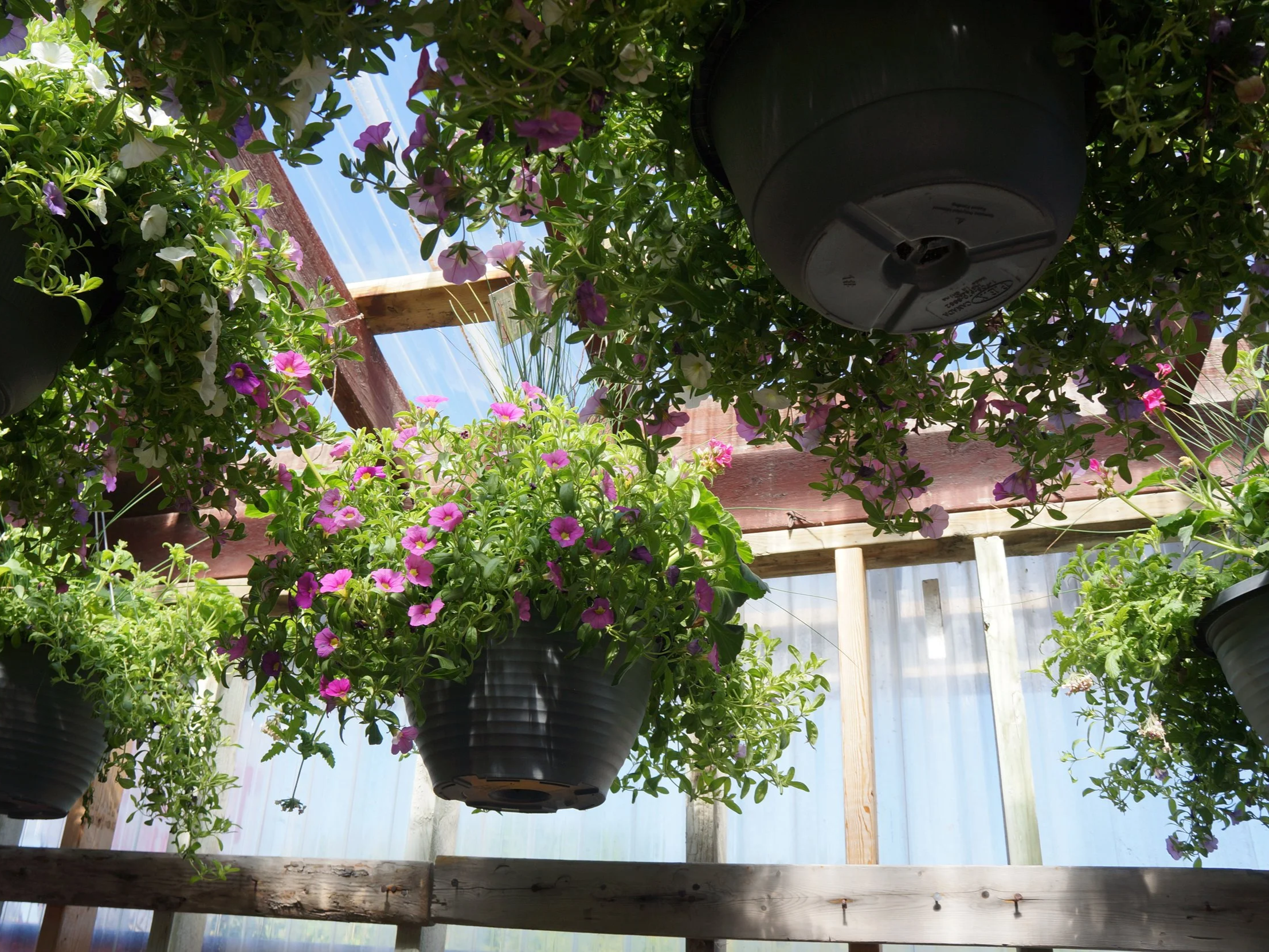 Hanging basket display at Orchard Fruit Market garden centre