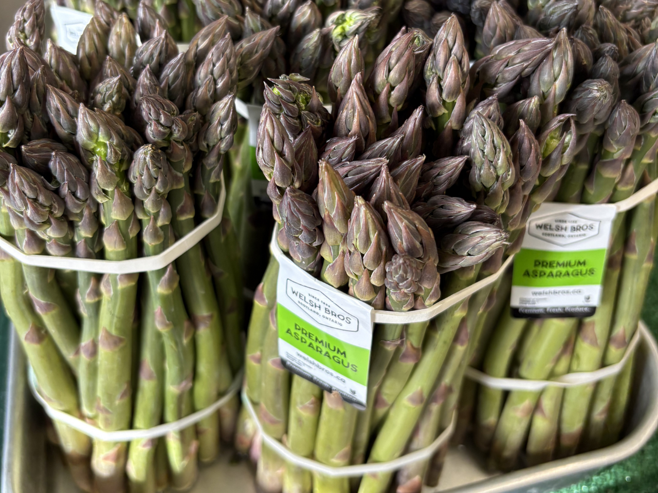 Ontario asparagus