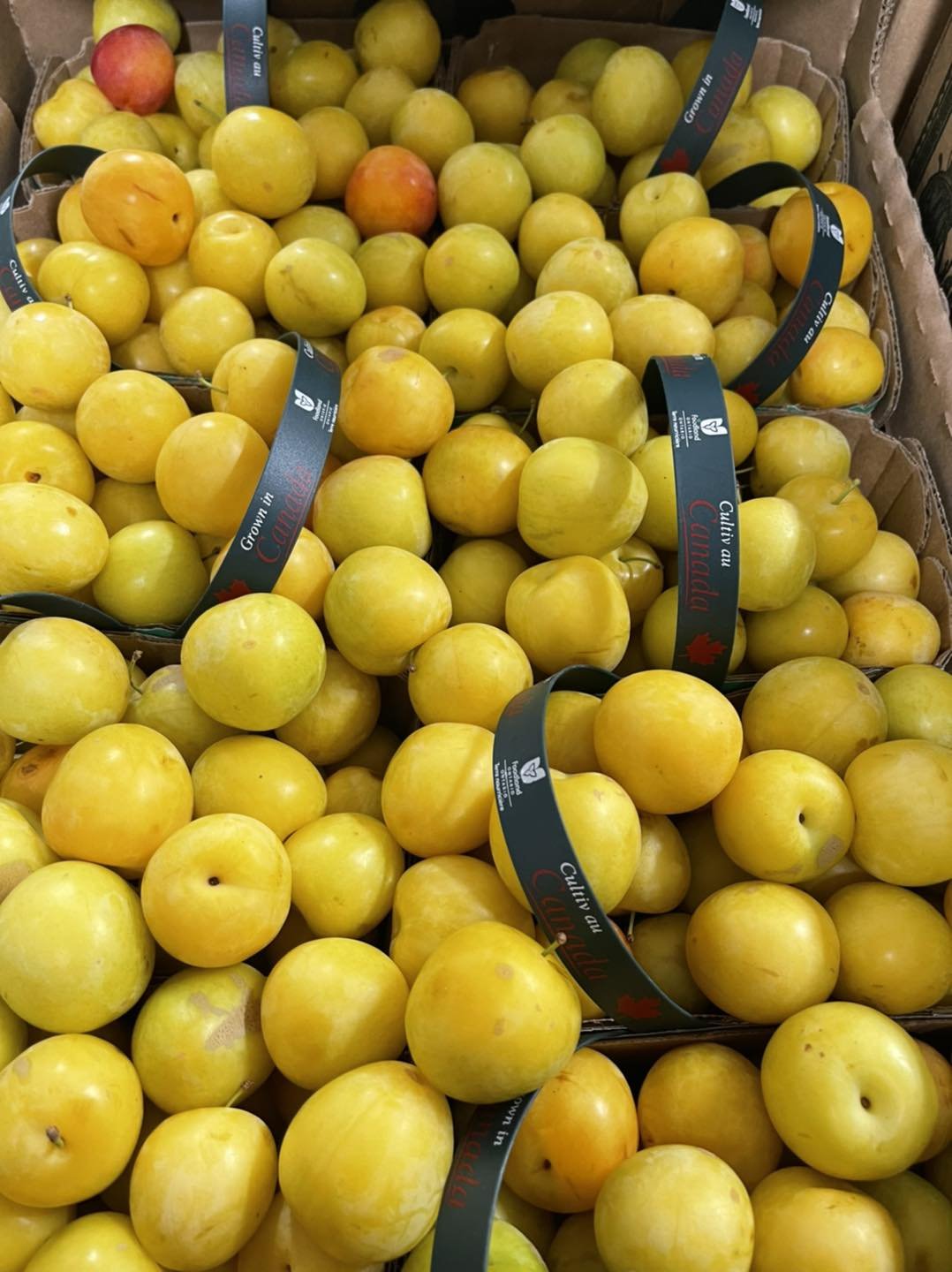 Ontario Sugar Plums