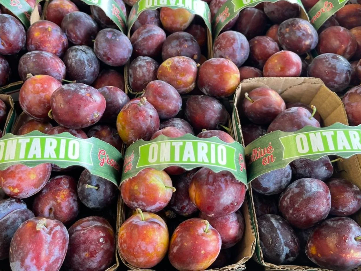 Ontario Prune Plums